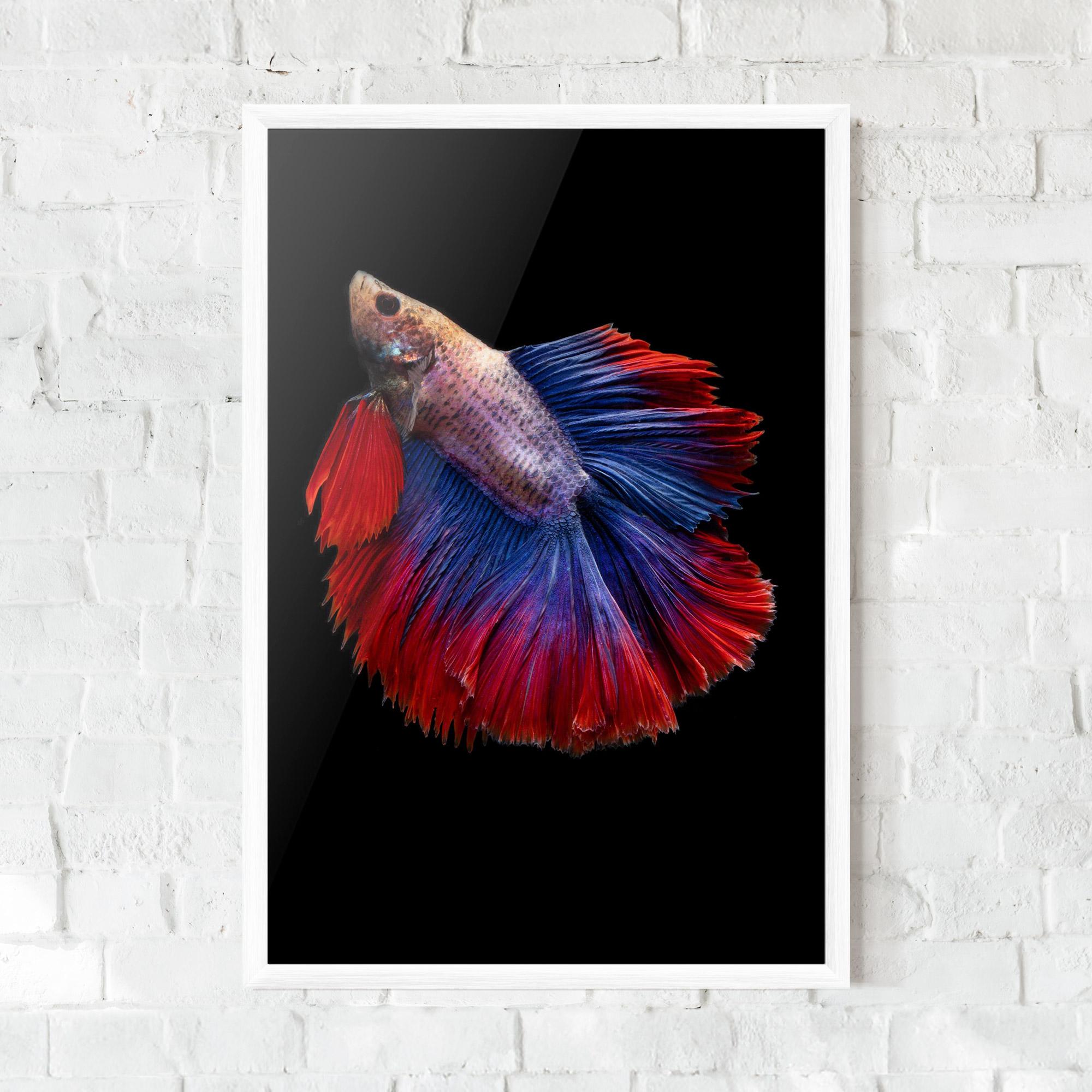 Keretezett Poszter Red Blue Betta mockup 0