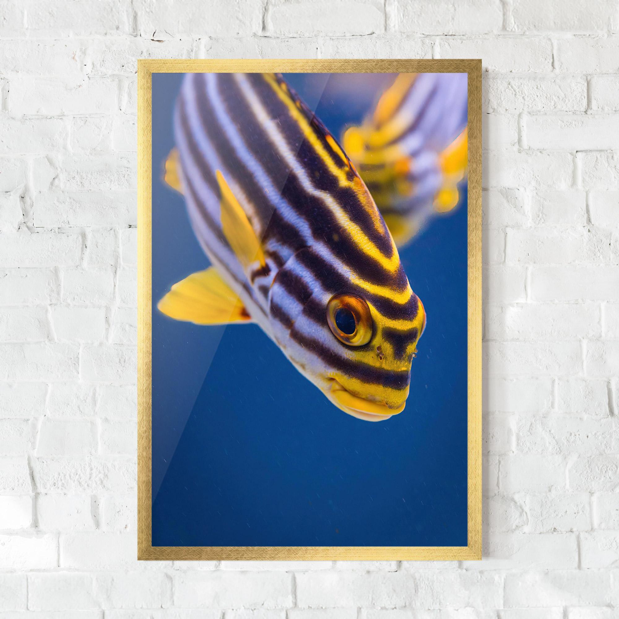 Keretezett Poszter Purple Yellow Fish mockup 0