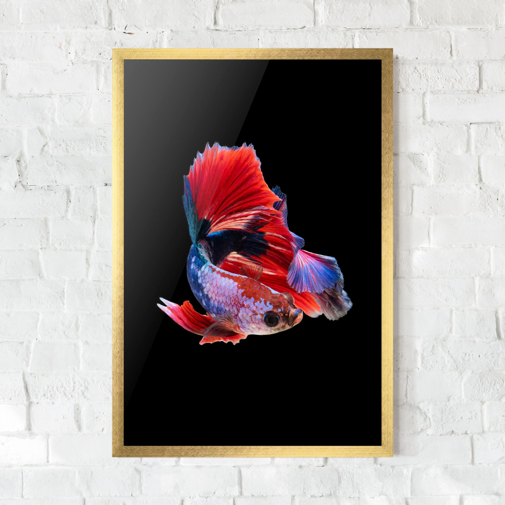 Red Black Betta mockup 0