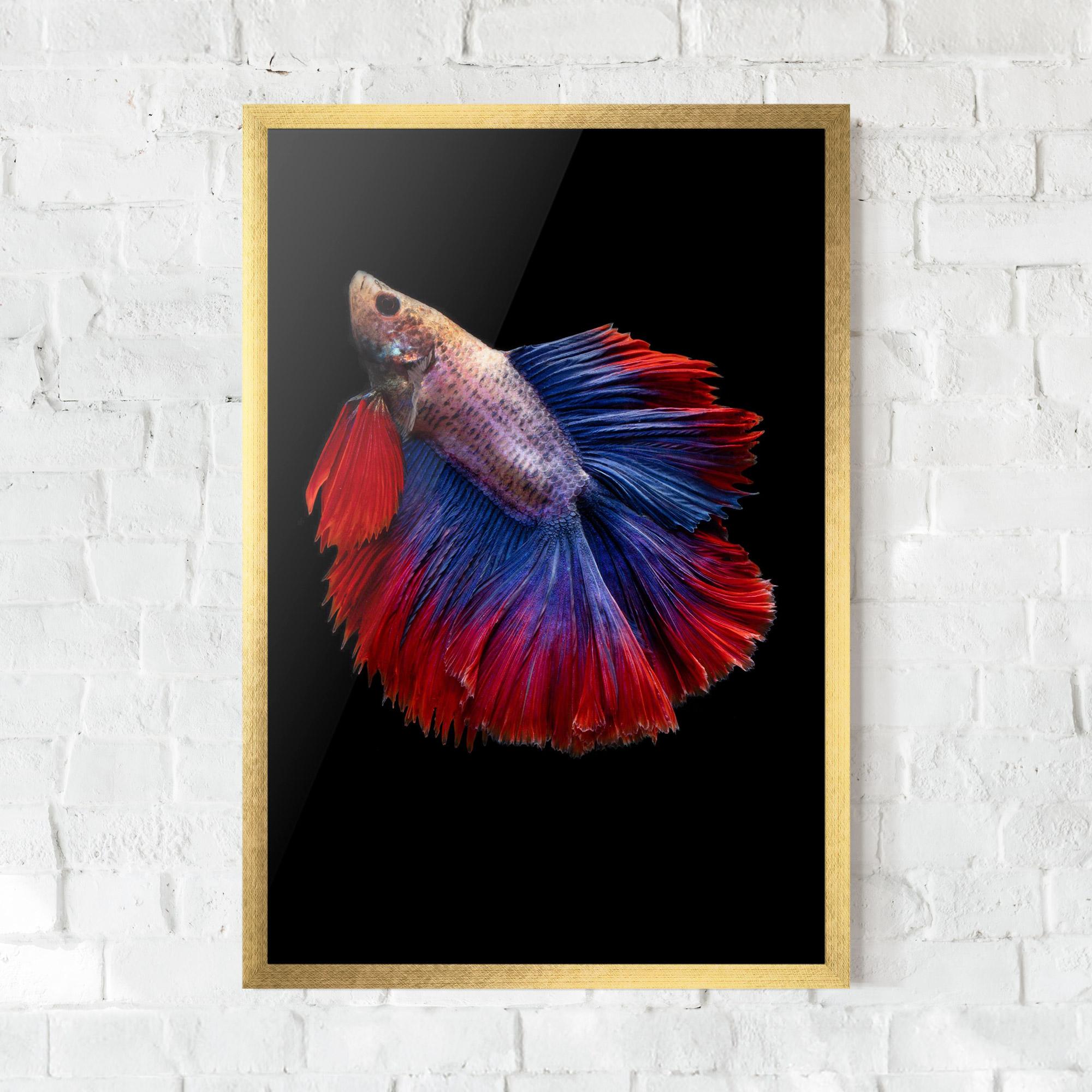 Keretezett Poszter Red Blue Betta mockup 0