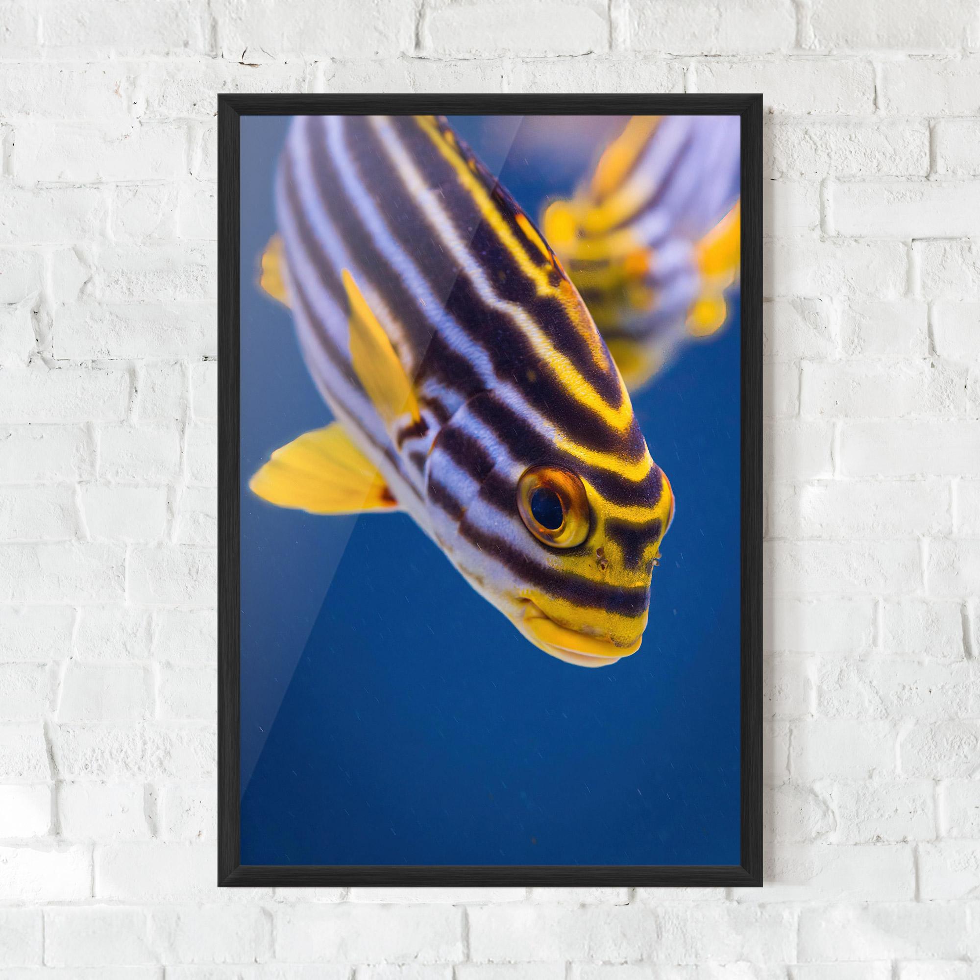 Keretezett Poszter Purple Yellow Fish mockup 0