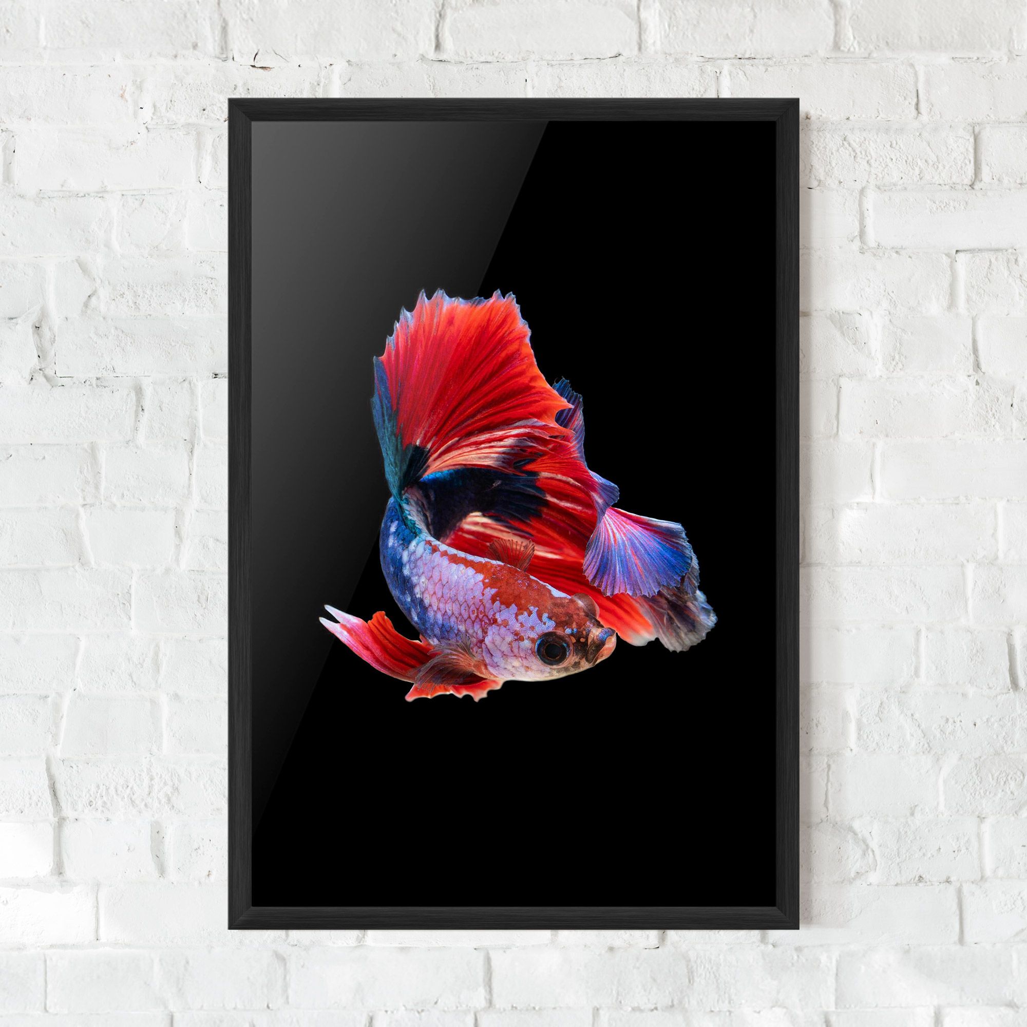 Red Black Betta mockup 0