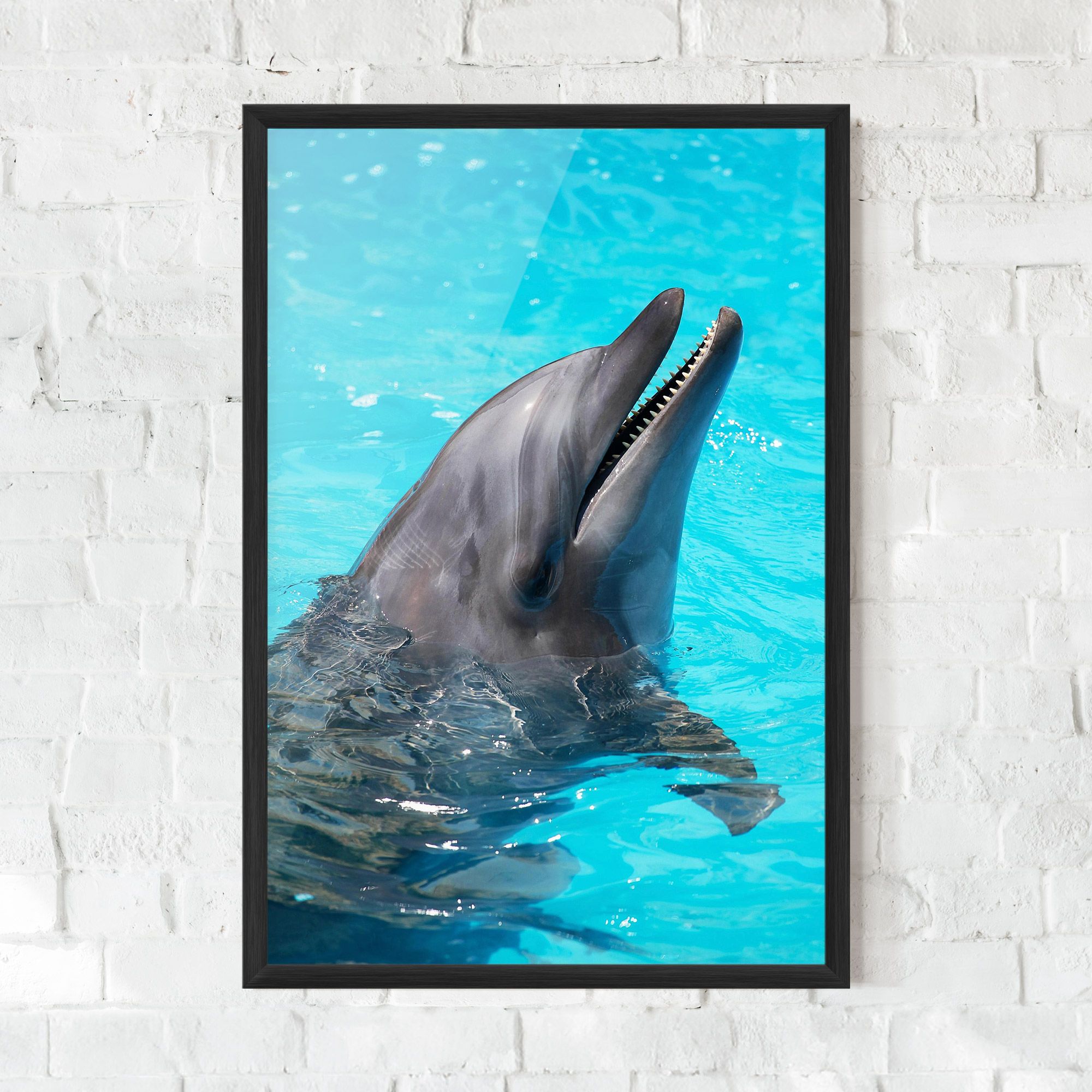 Trained Dolphin mockup 0