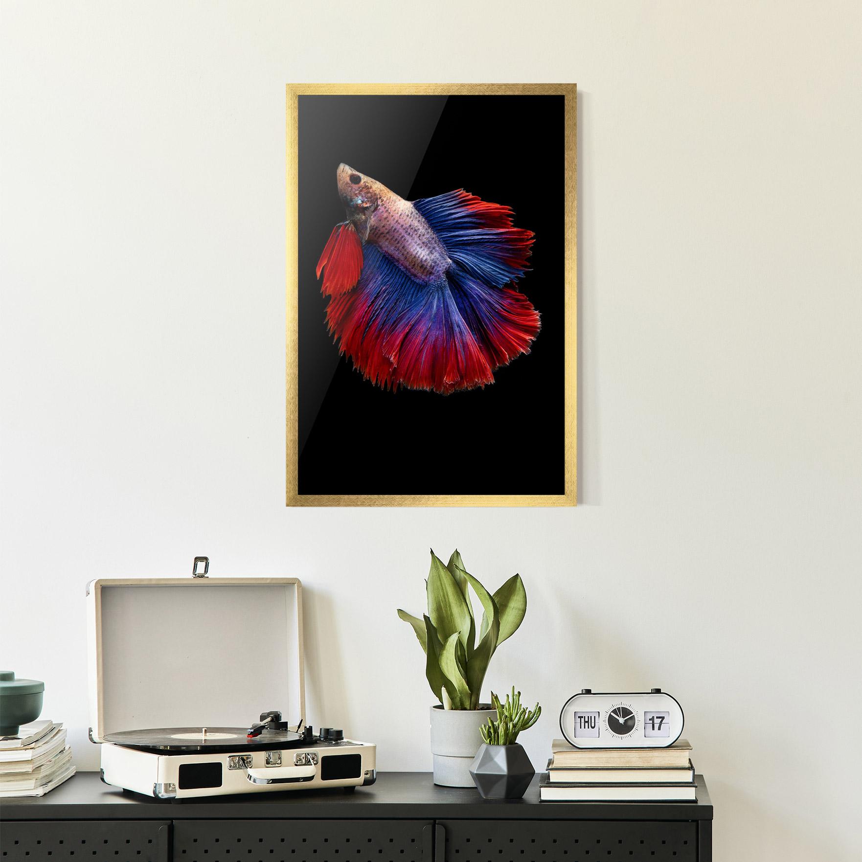 Keretezett Poszter Red Blue Betta mockup 2