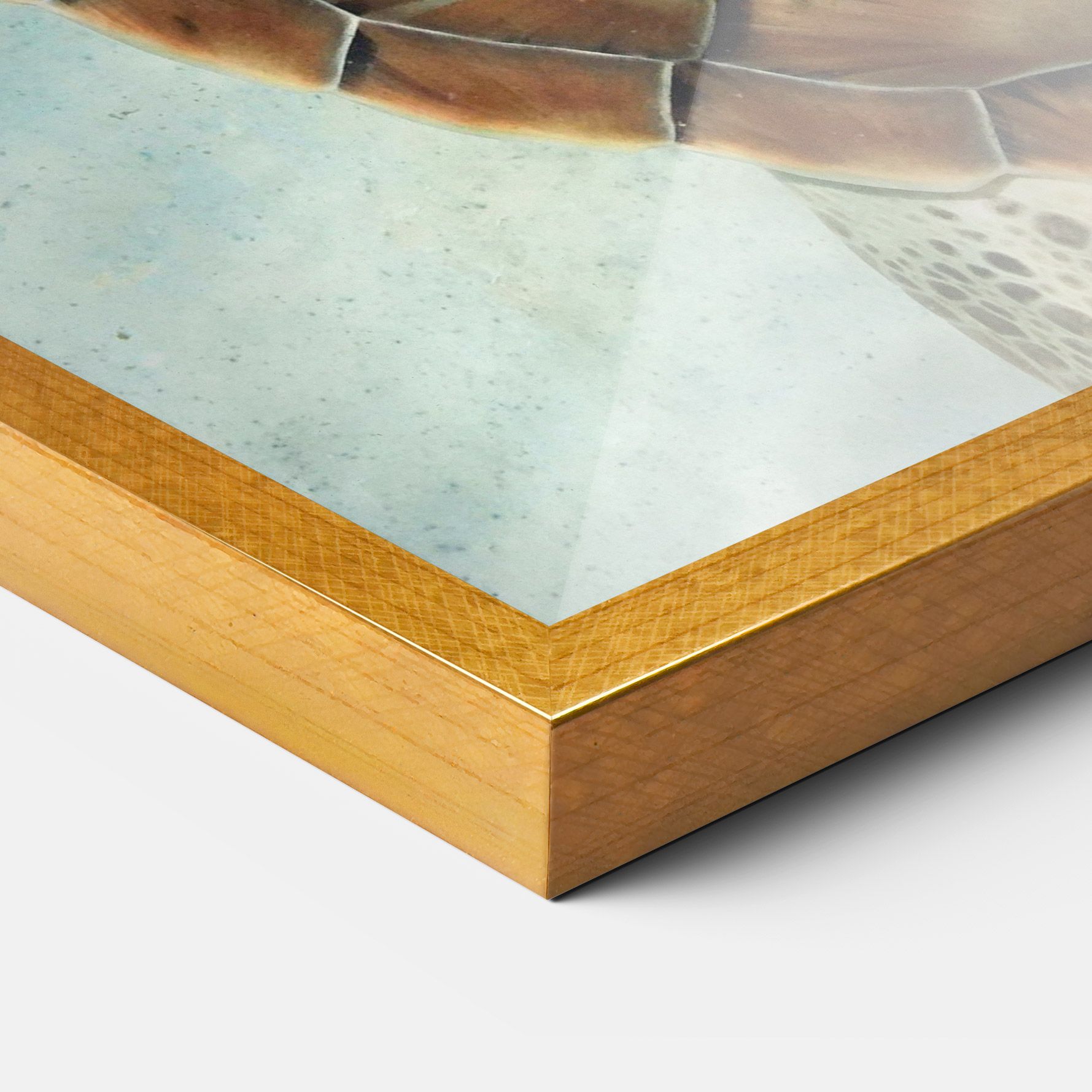 Water Tortoise mockup 3