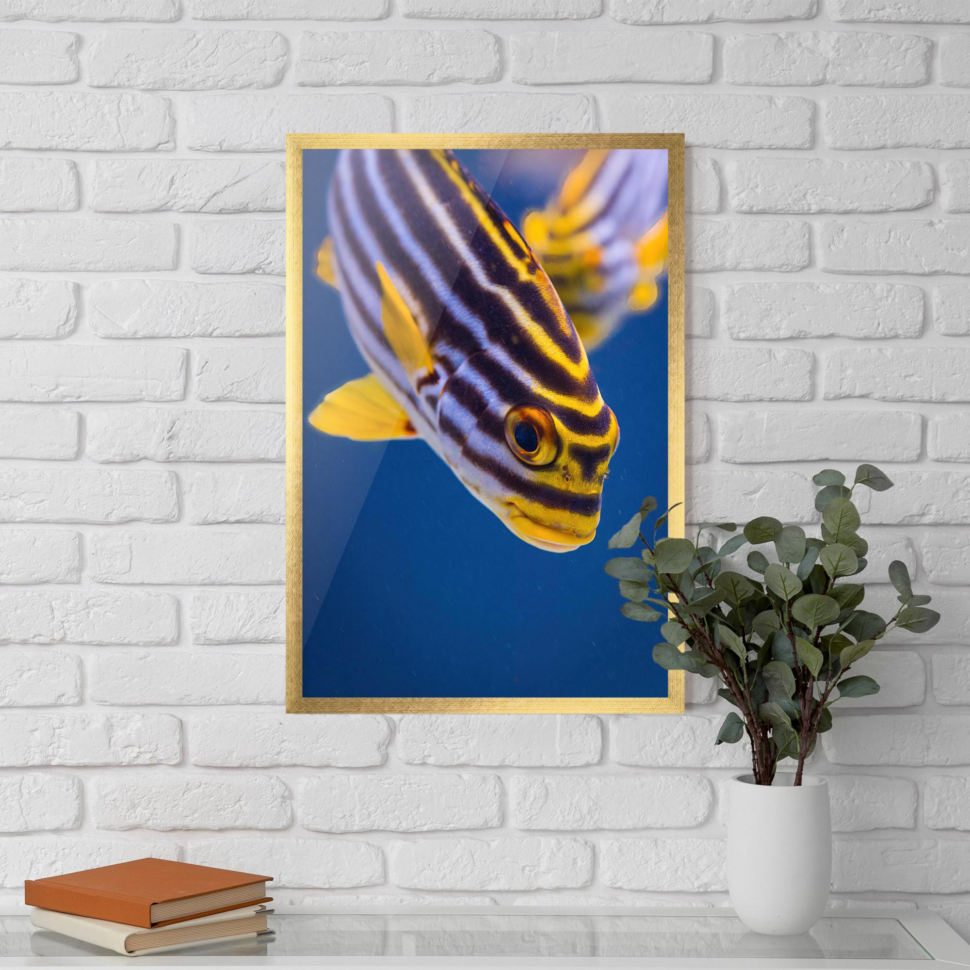 Keretezett Poszter Purple Yellow Fish mockup 5