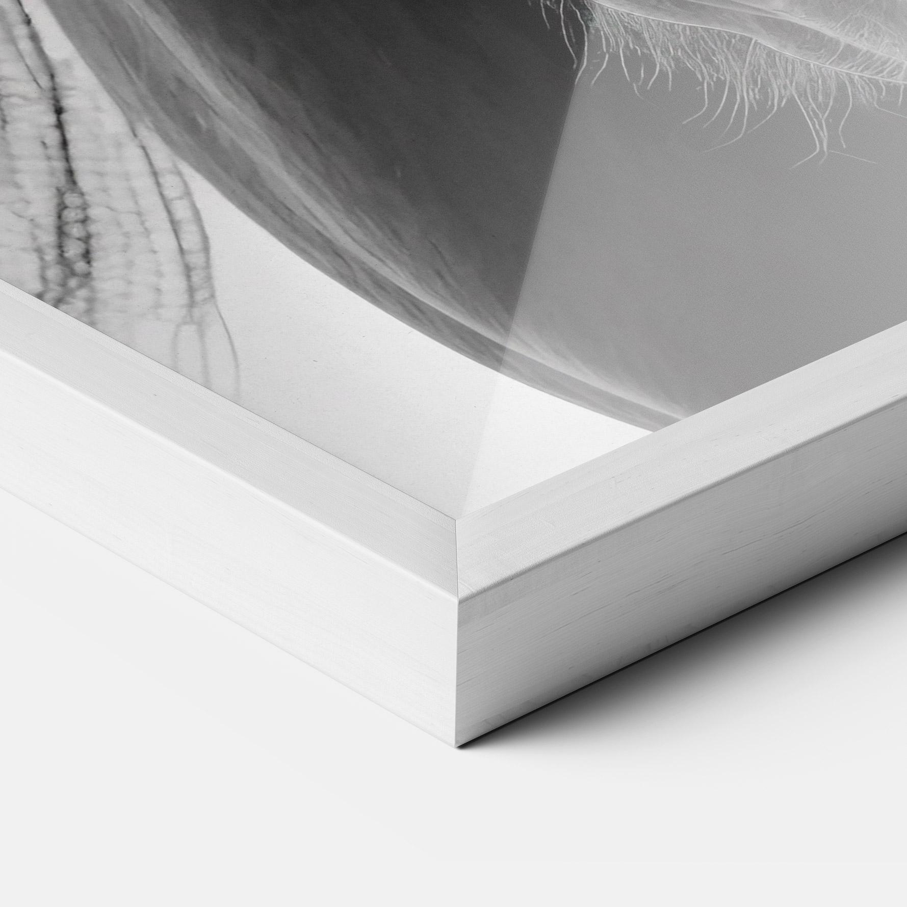 Keretezett Poszter Close Up Horse mockup 3