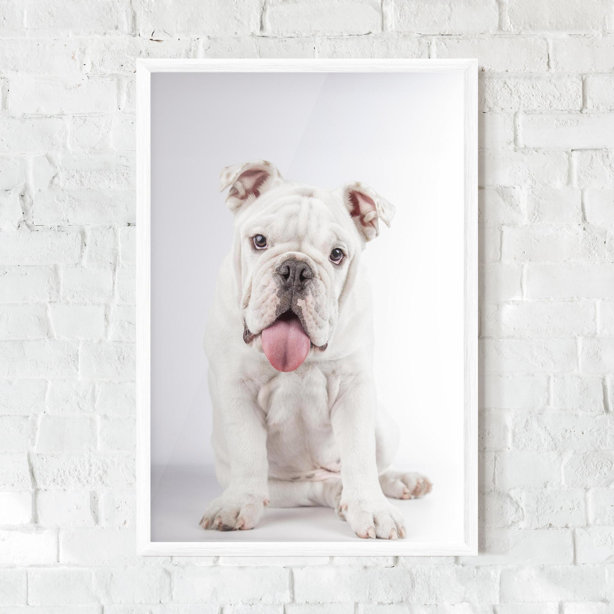 Keretezett Poszter English Bulldog mockup 0