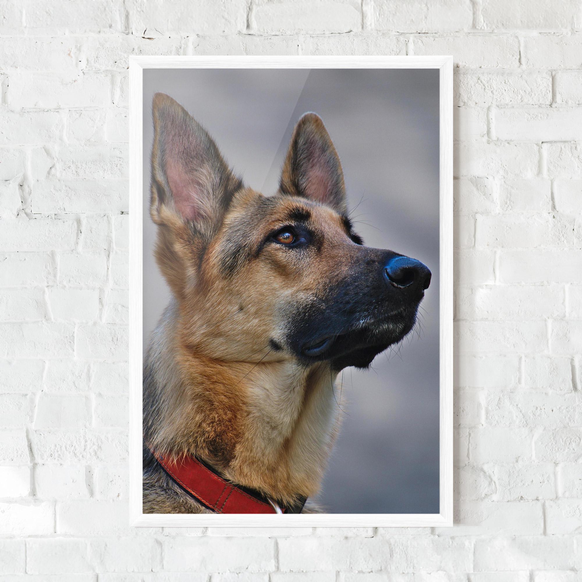 Keretezett Poszter German Shepherd mockup 0