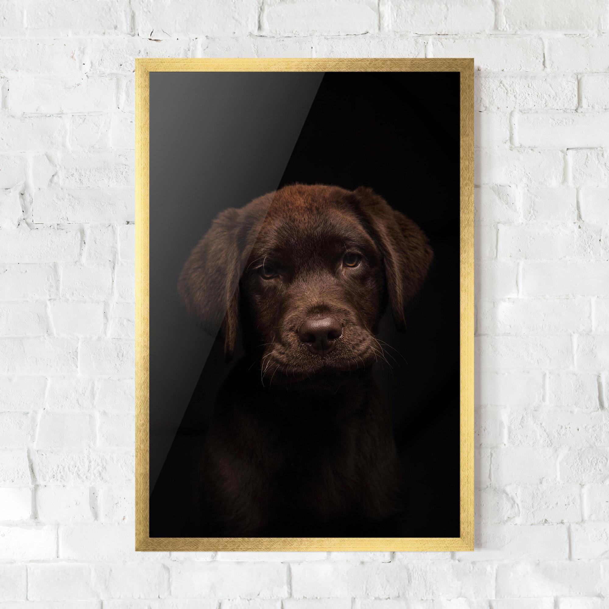 Keretezett Poszter Chocolate Labrador mockup 0