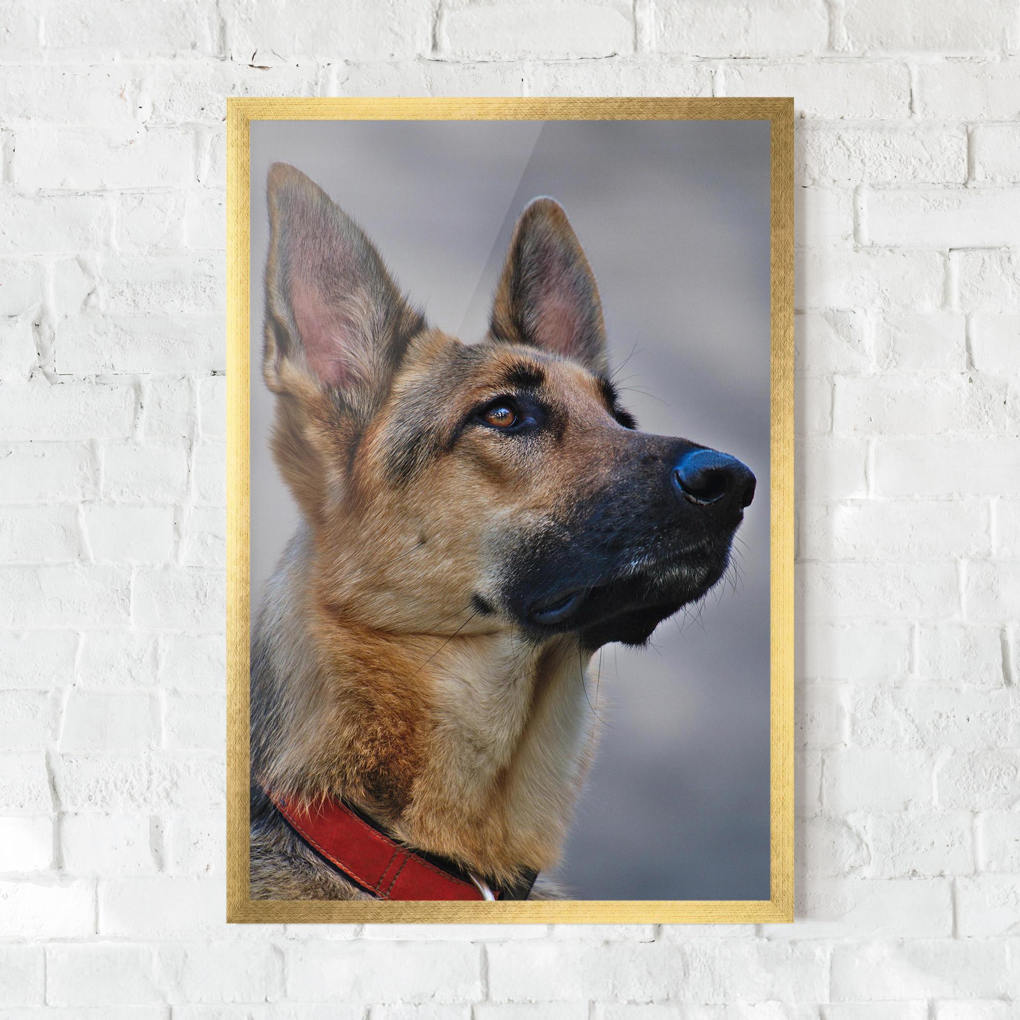Keretezett Poszter German Shepherd mockup 0