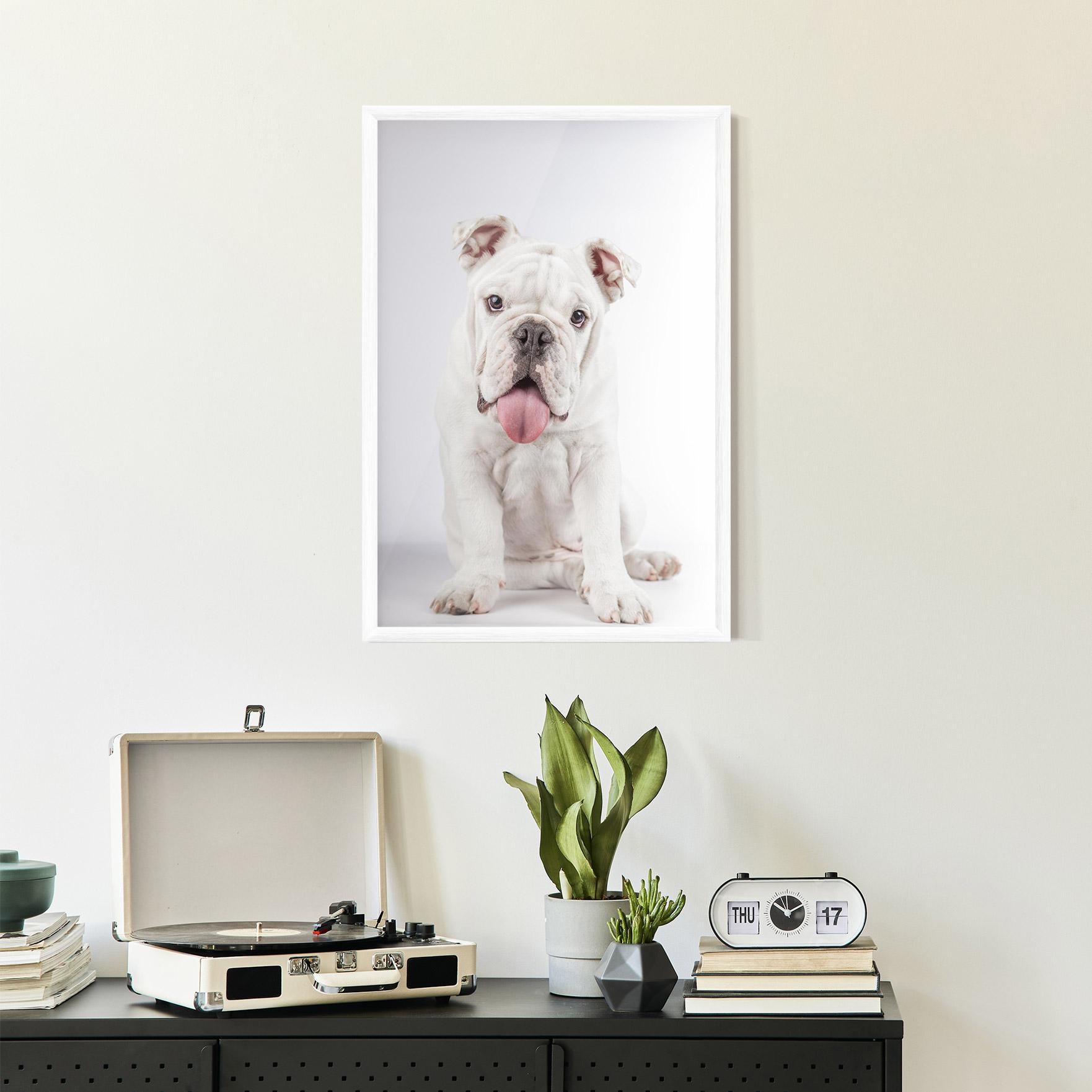 Keretezett Poszter English Bulldog mockup 2