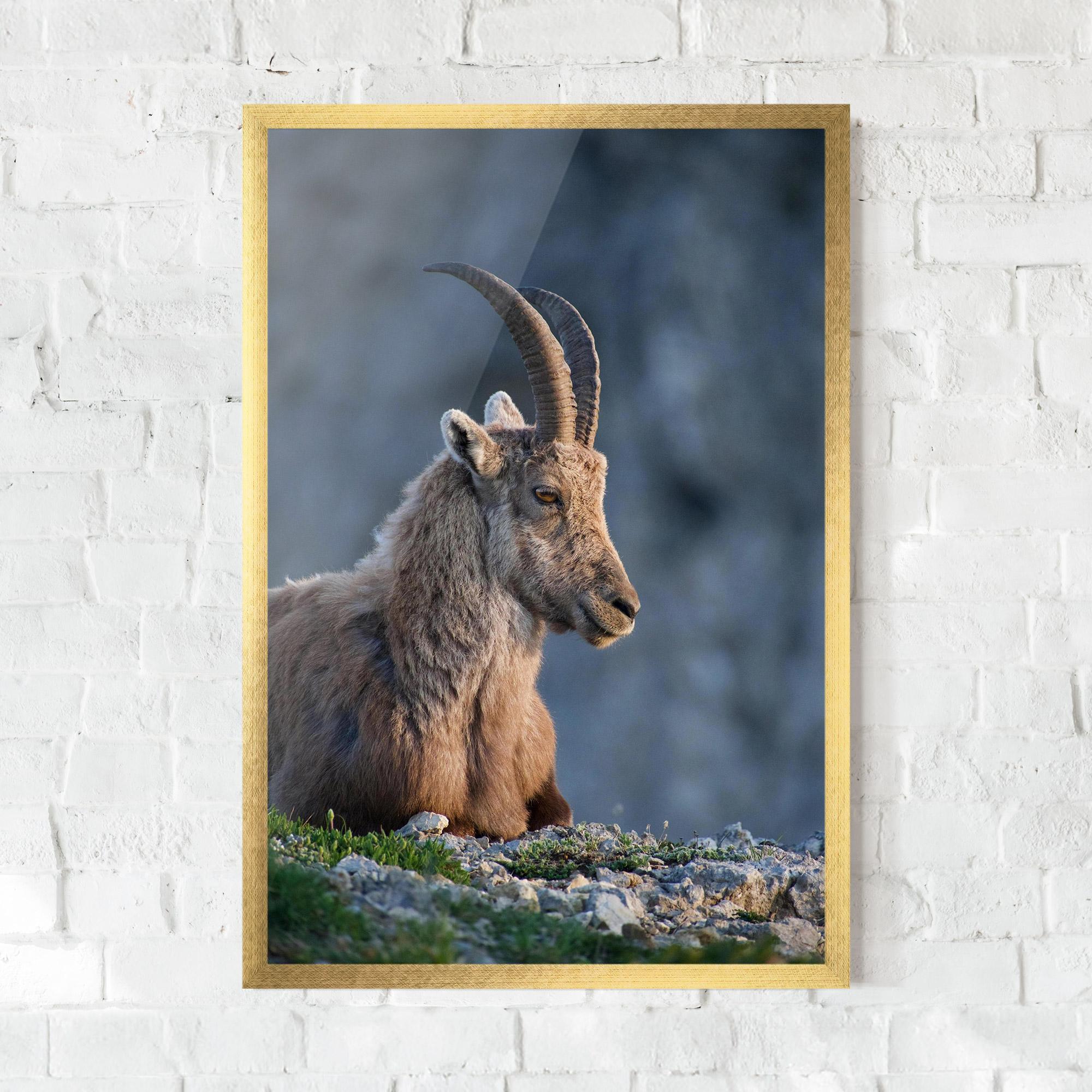 Keretezett Poszter Mountain Goat mockup 0