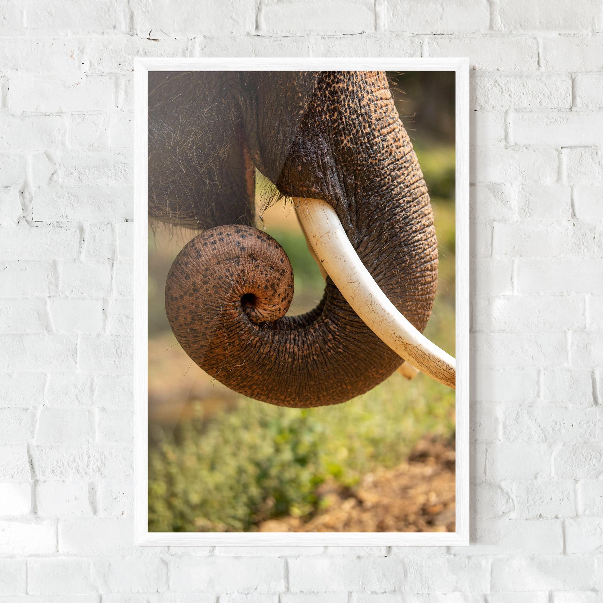 Keretezett Poszter Elephant Mouth Close Up mockup 0