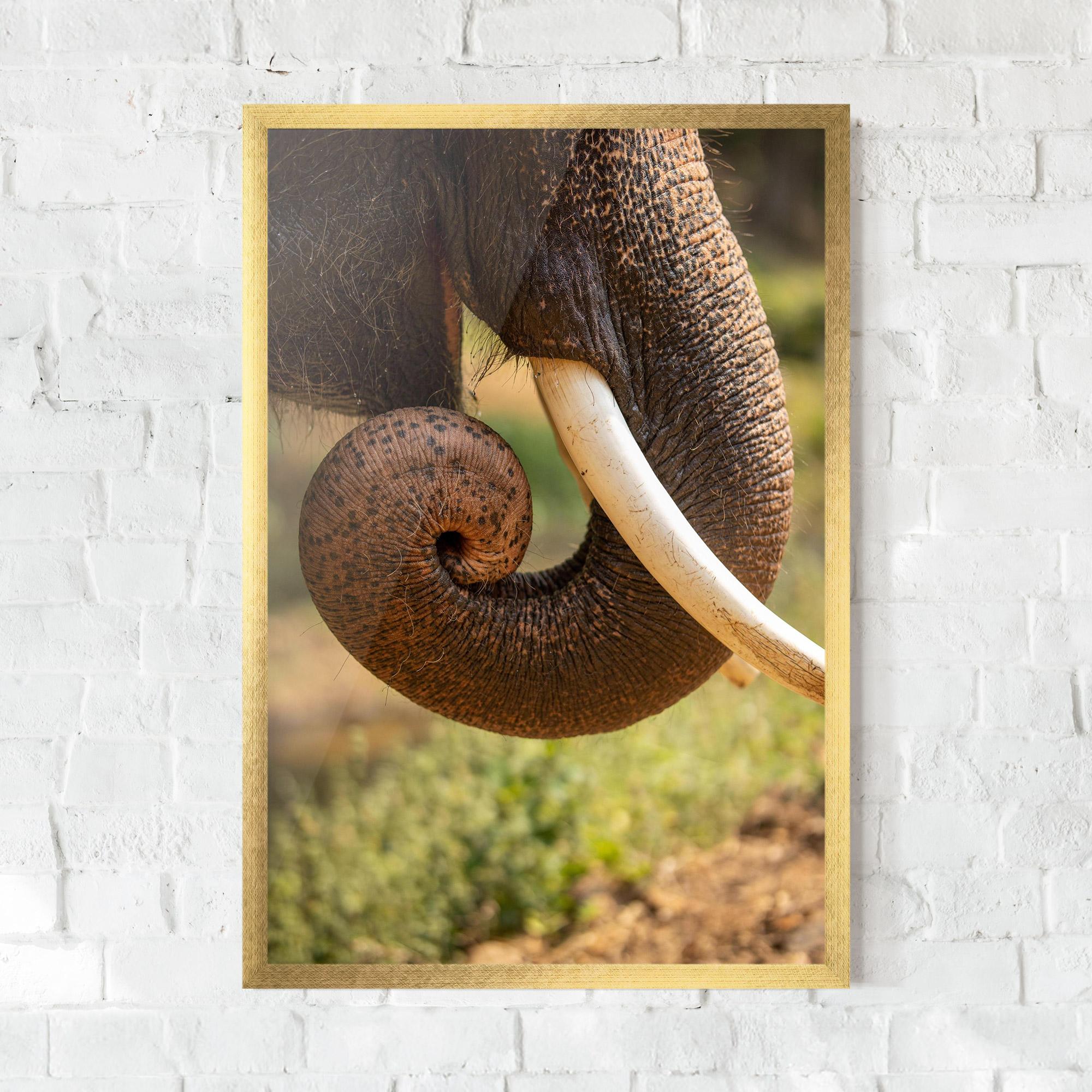 Keretezett Poszter Elephant Mouth Close Up mockup 0