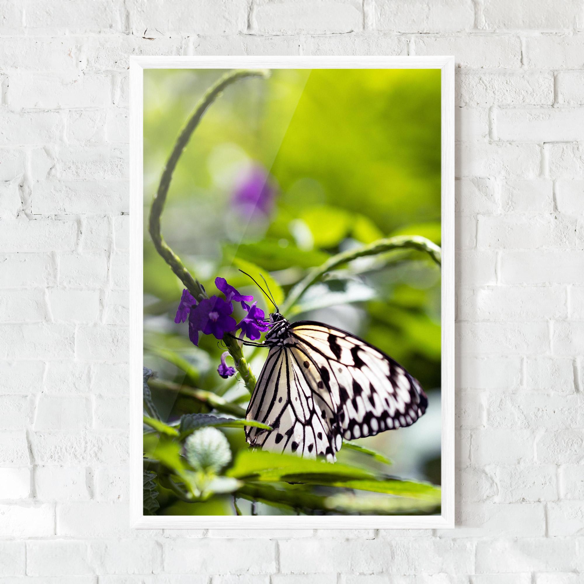 Keretezett Poszter White Black Butterfly mockup 0