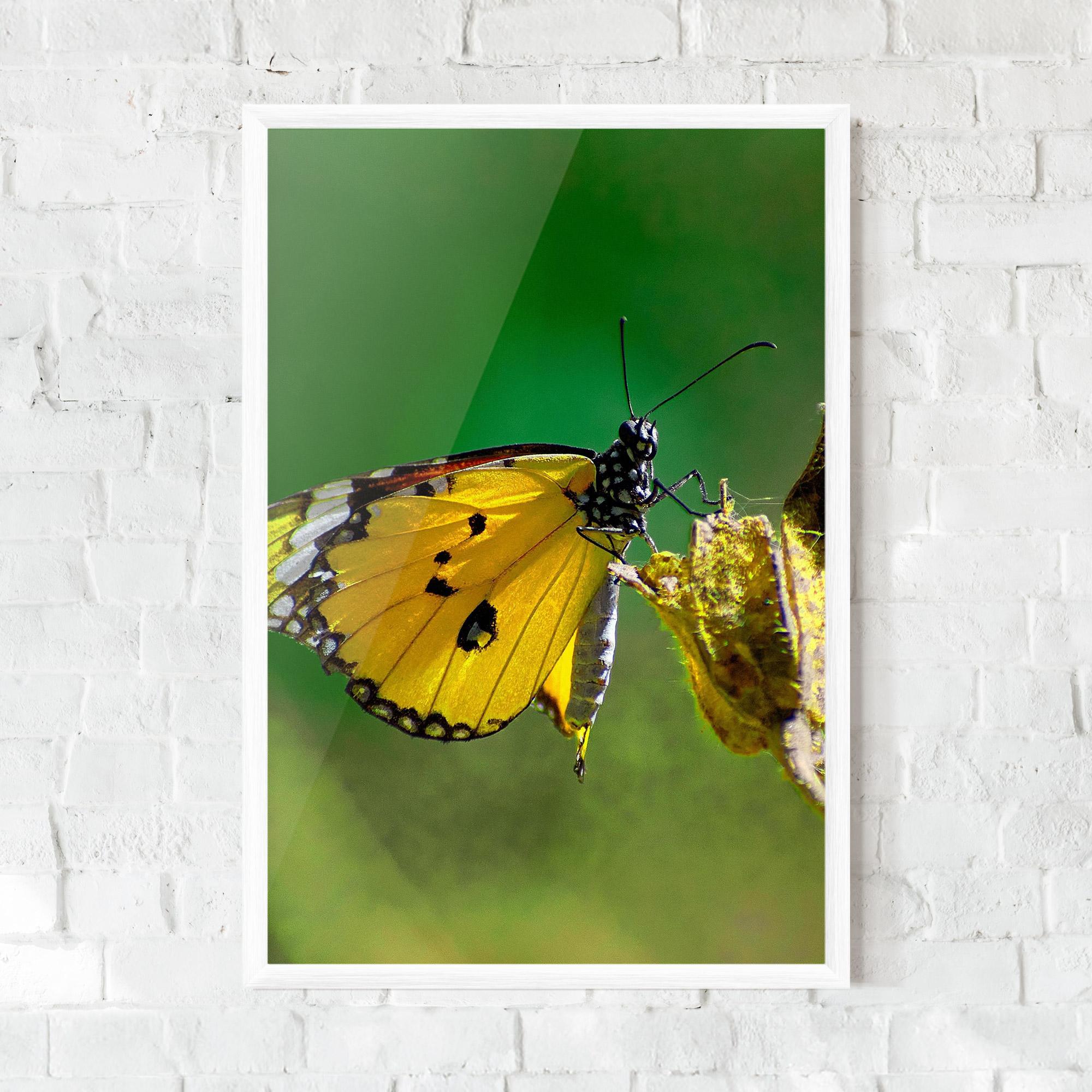 Keretezett Poszter Yellow White Butterfly mockup 0