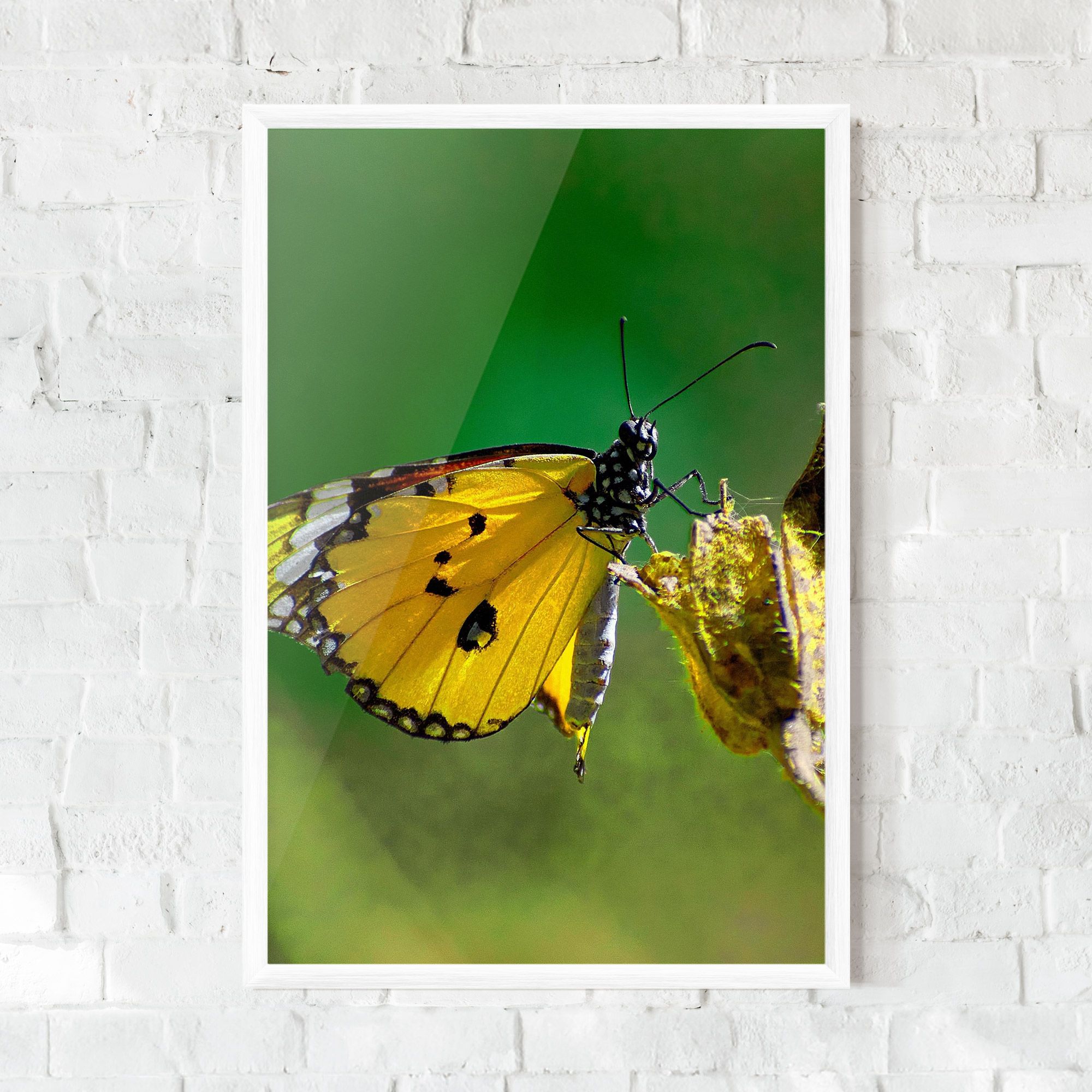 Yellow White Butterfly mockup 0