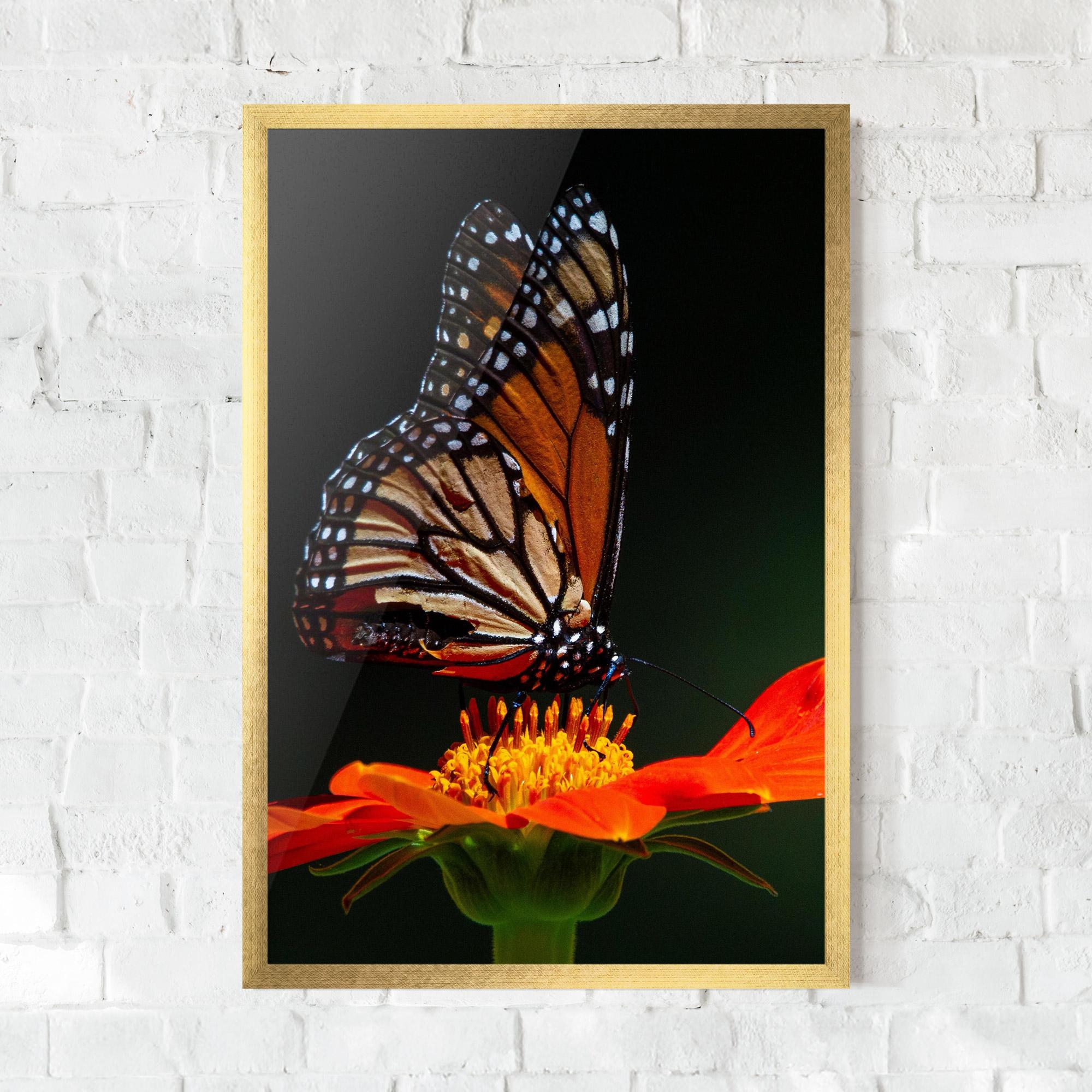 Keretezett Poszter Dark Orange Butterfy mockup 0