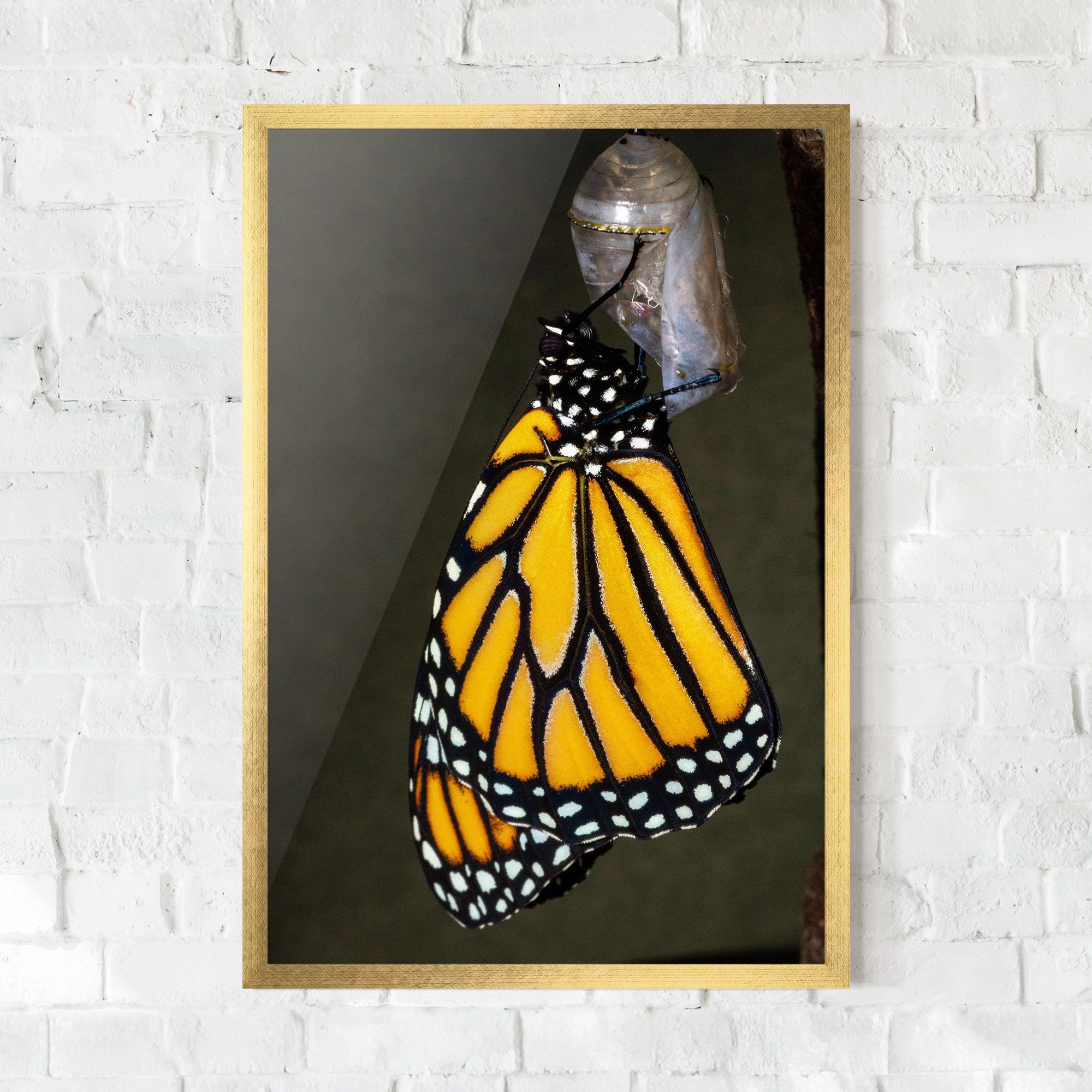 Dark Yellow Butterfly mockup 0