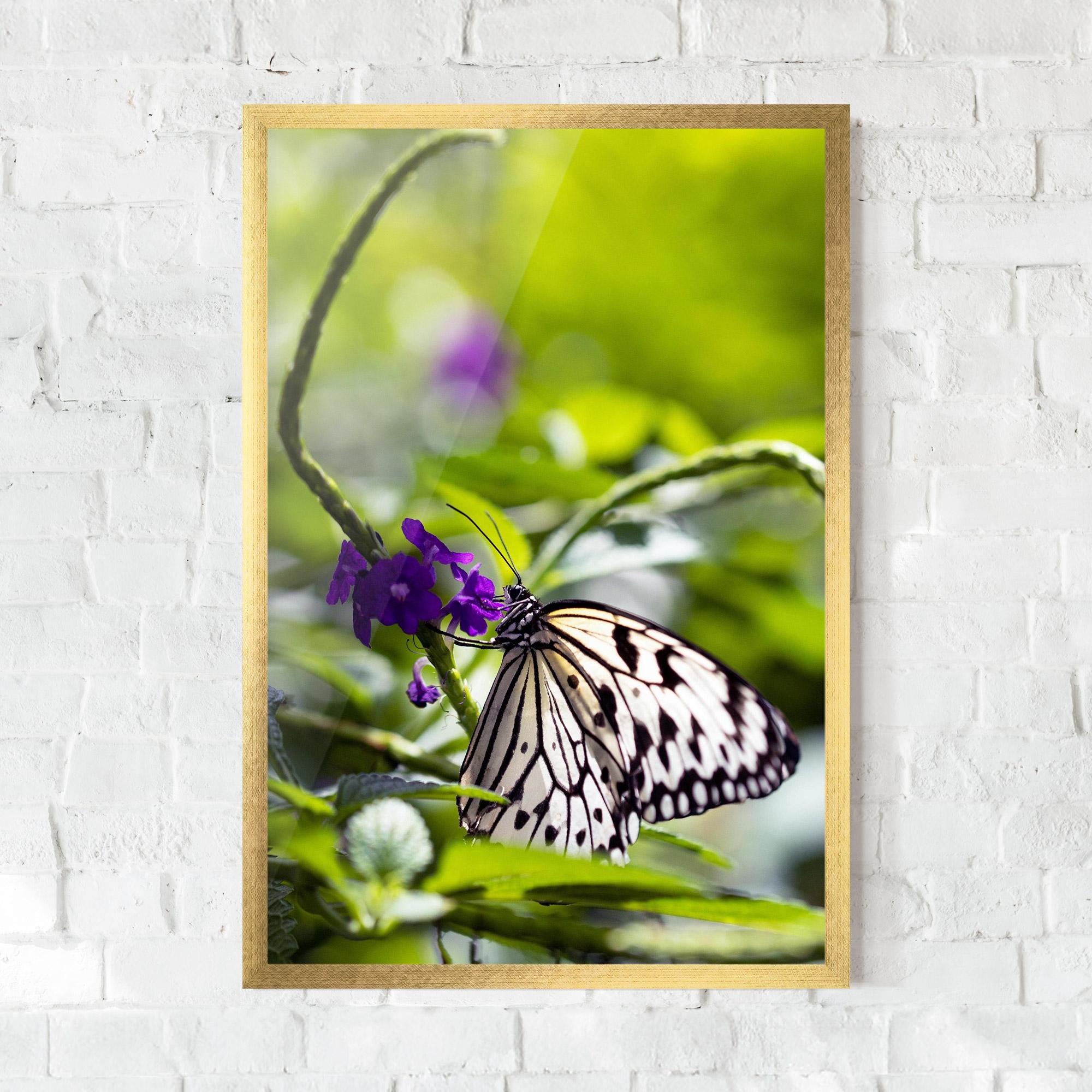 Keretezett Poszter White Black Butterfly mockup 0
