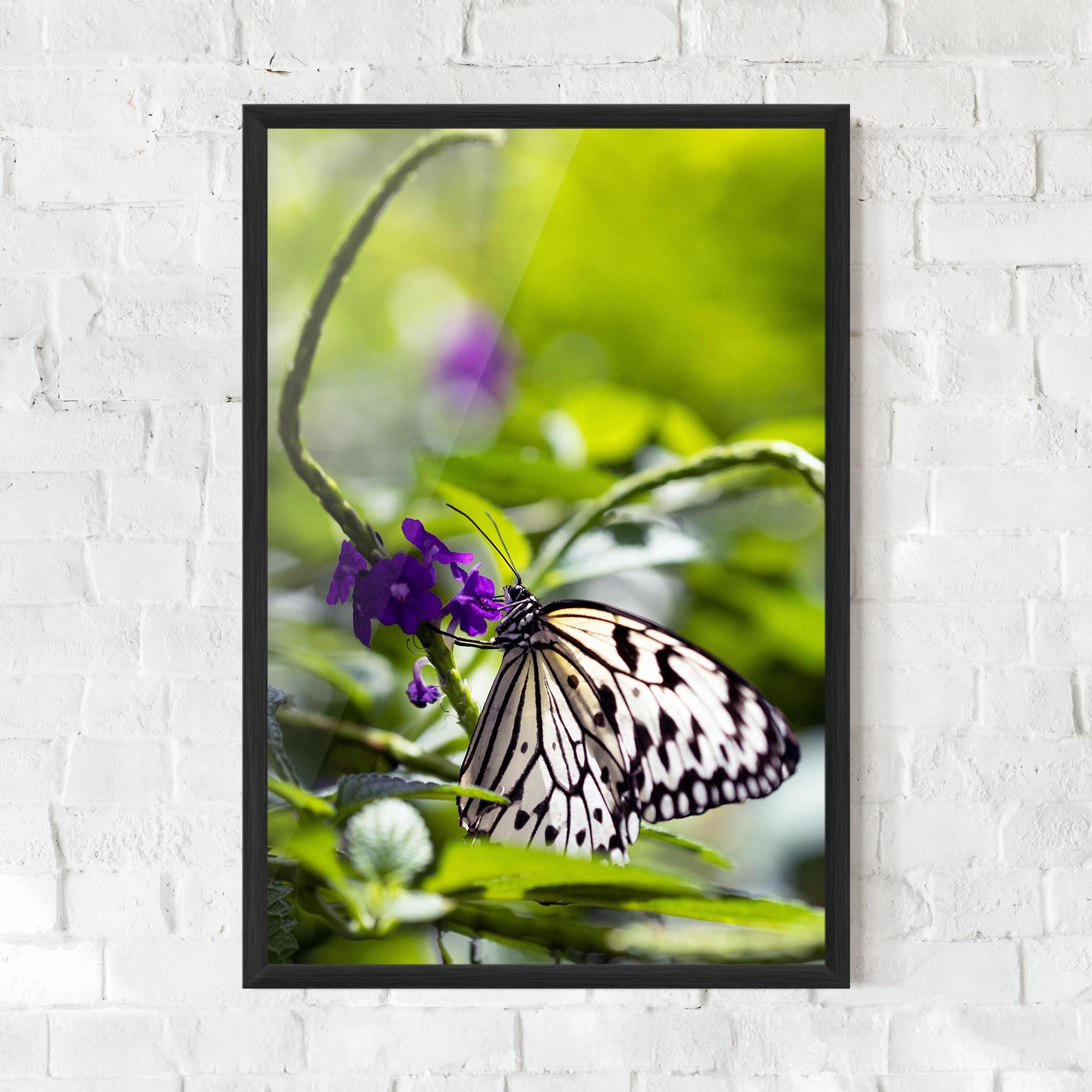 Keretezett Poszter White Black Butterfly mockup 0