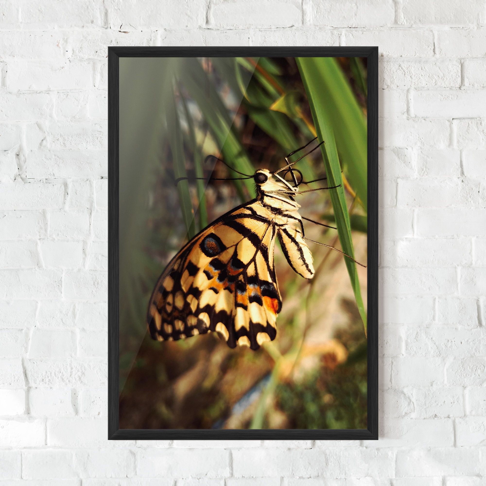 Wild Brown Butterfly mockup 0