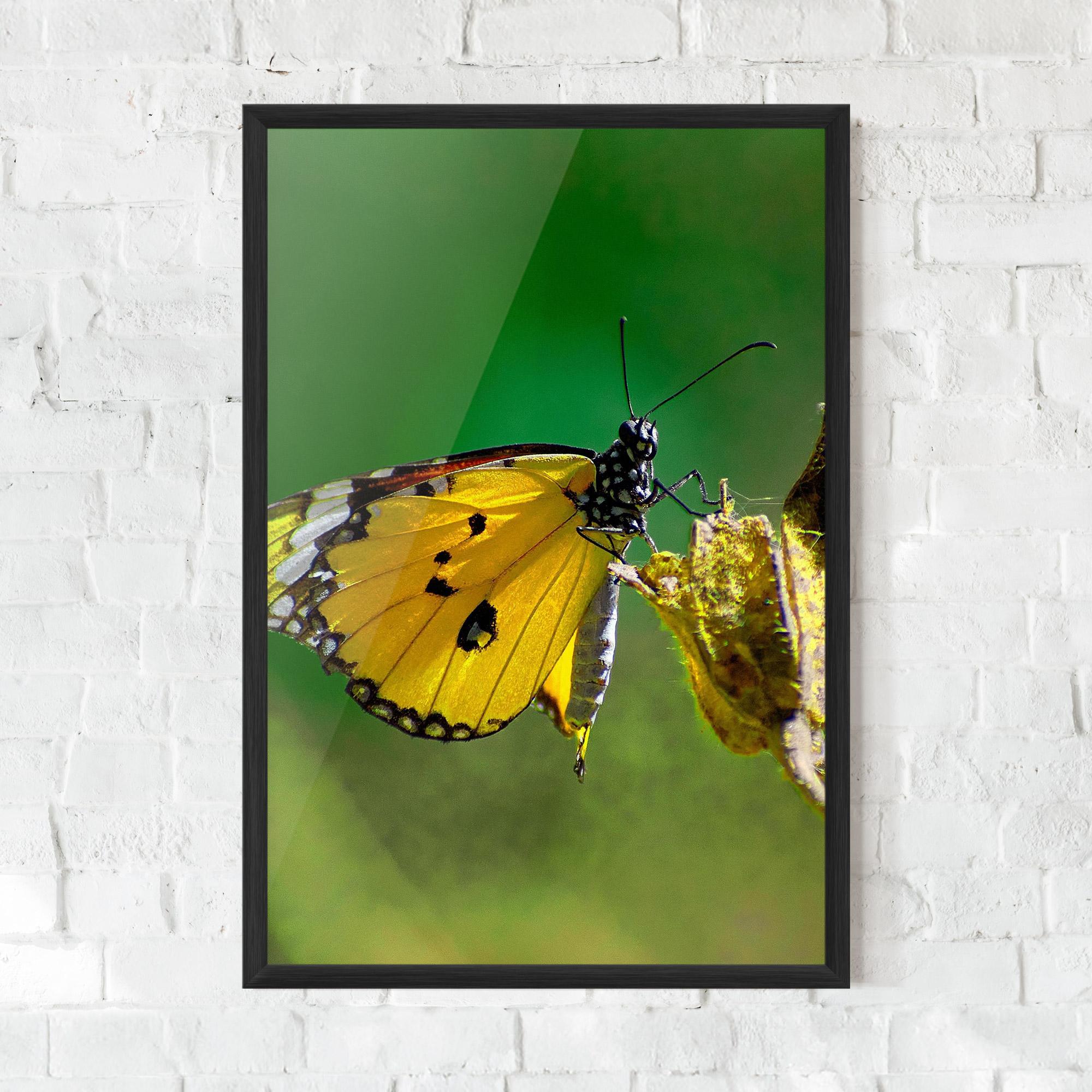 Keretezett Poszter Yellow White Butterfly mockup 0