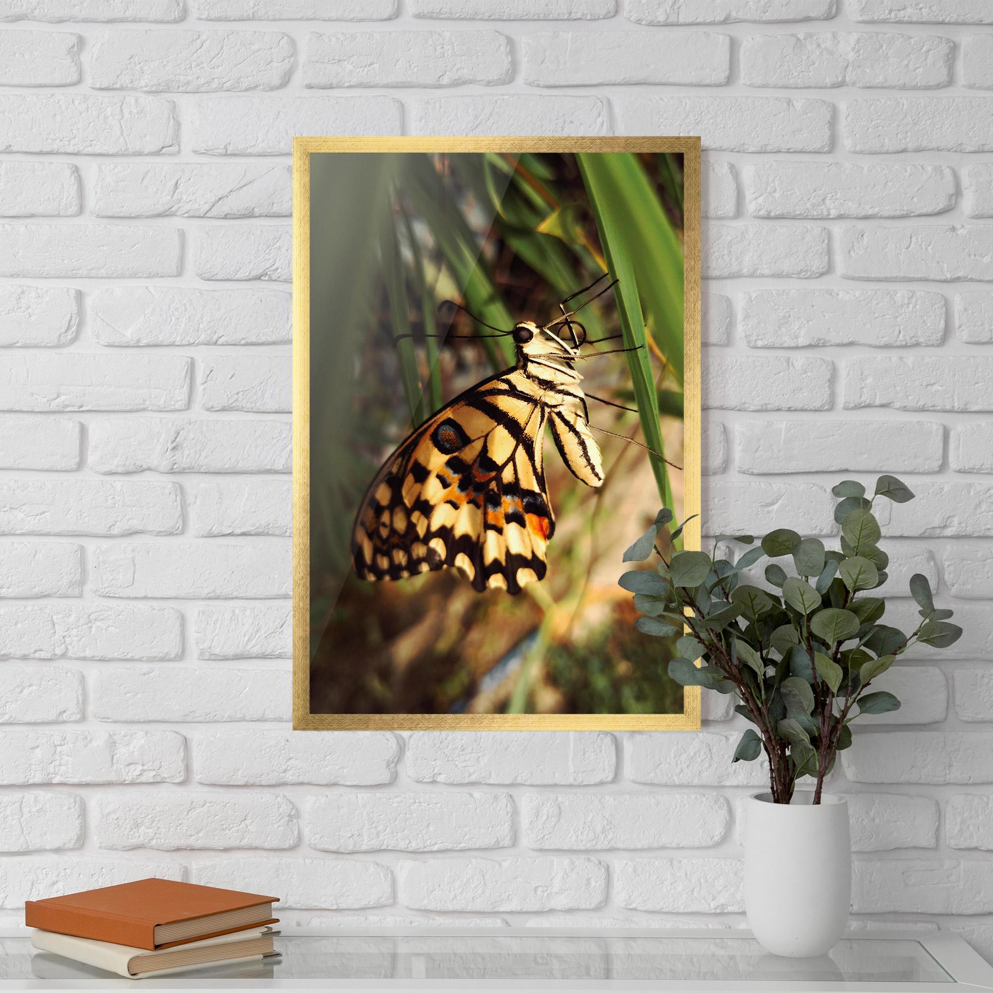 Keretezett Poszter Wild Brown Butterfly mockup 5