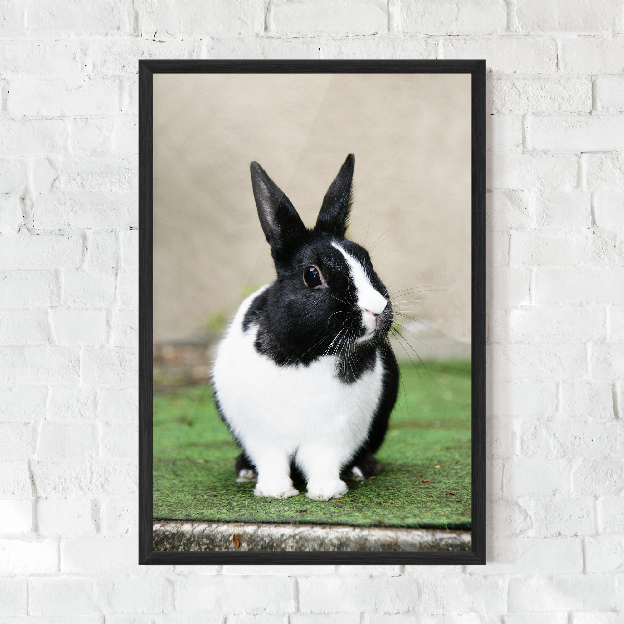 Keretezett Poszter Black Ear Rabbit mockup 0
