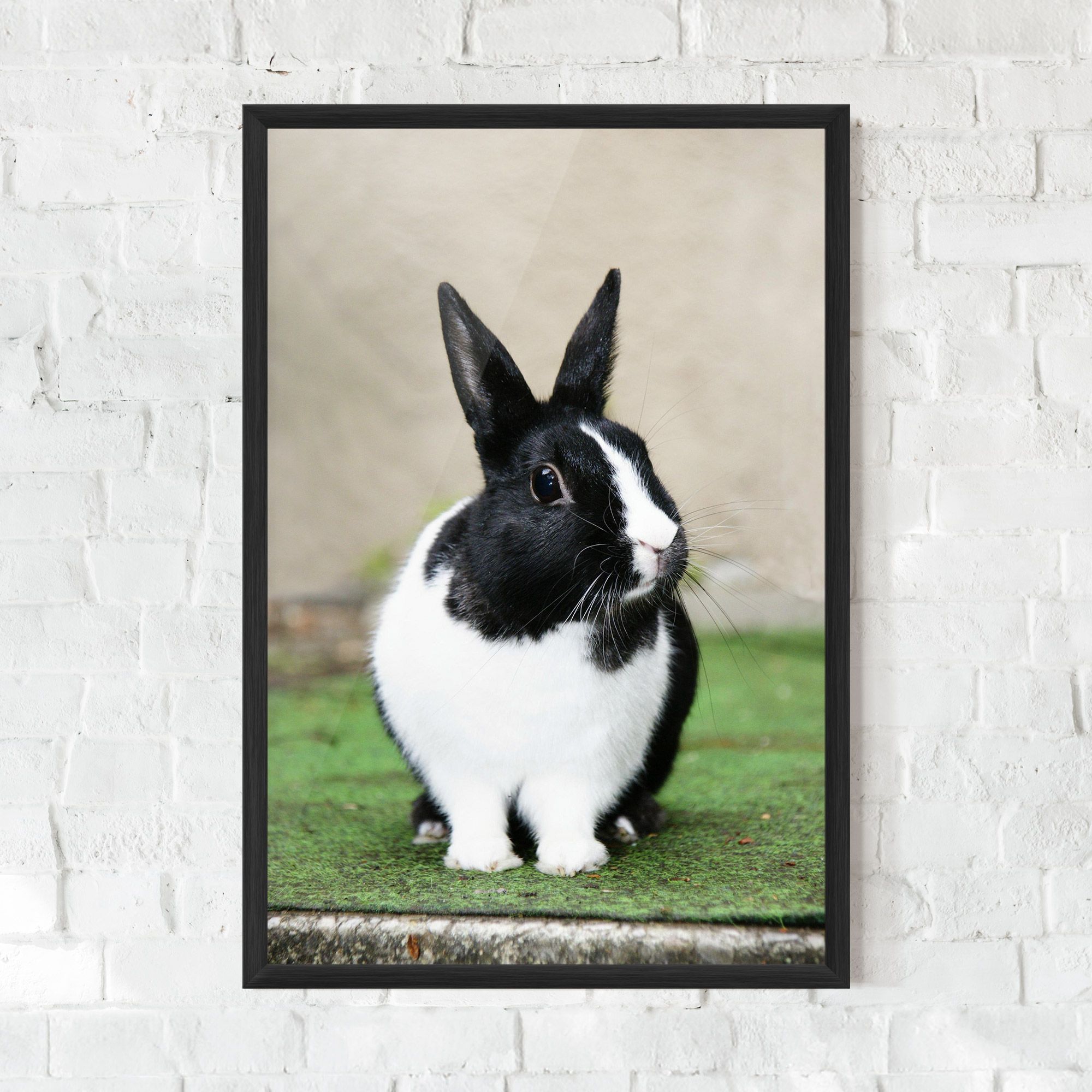 Black Ear Rabbit mockup 0