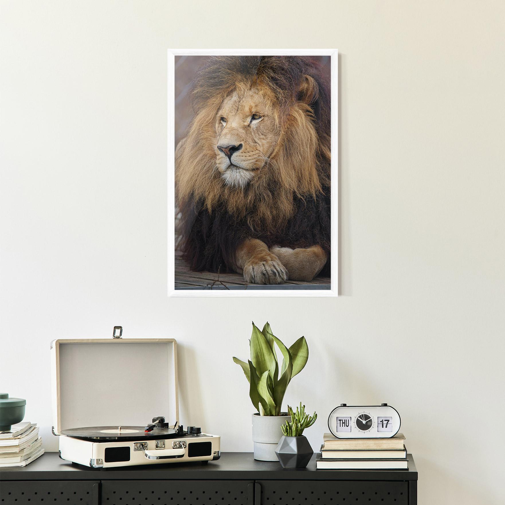 Keretezett Poszter Lion Chilling mockup 2