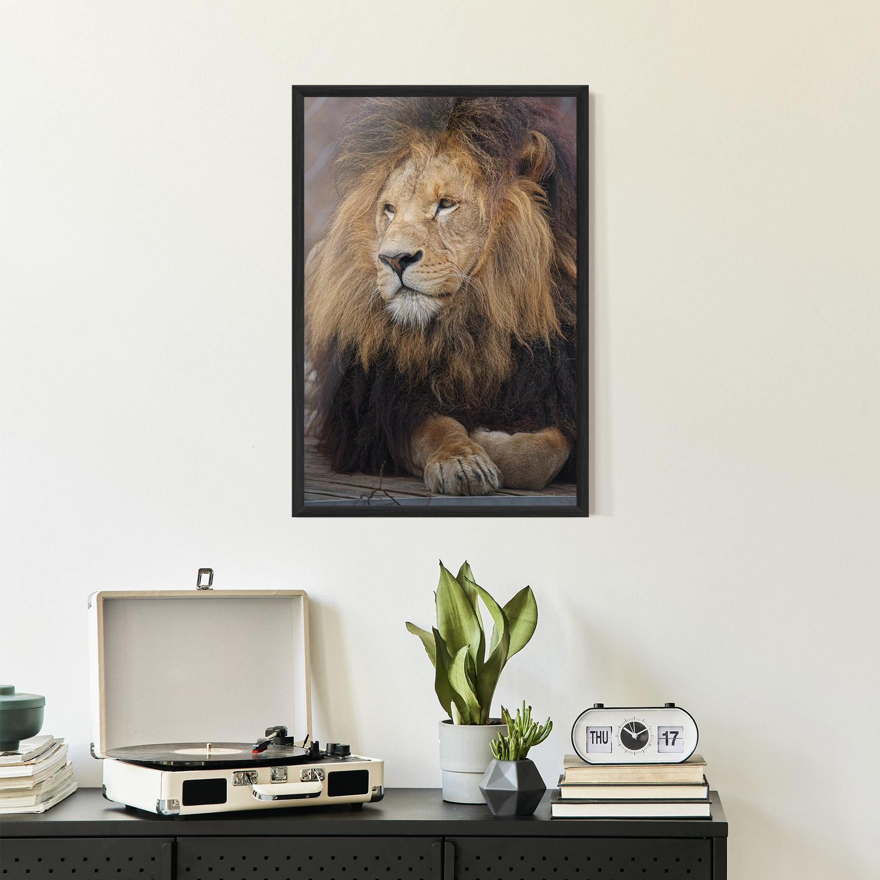 Keretezett Poszter Lion Chilling mockup 2