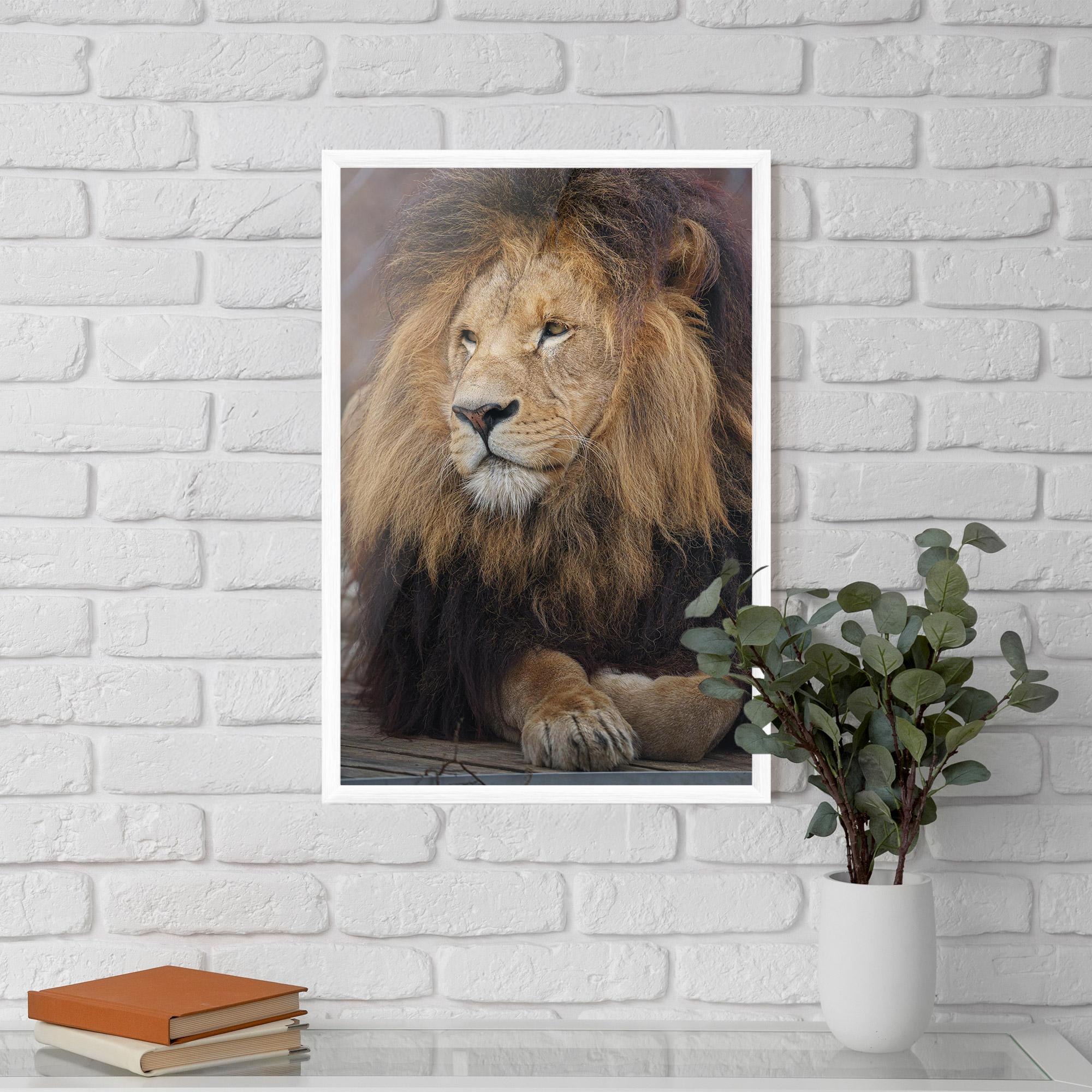 Keretezett Poszter Lion Chilling mockup 5