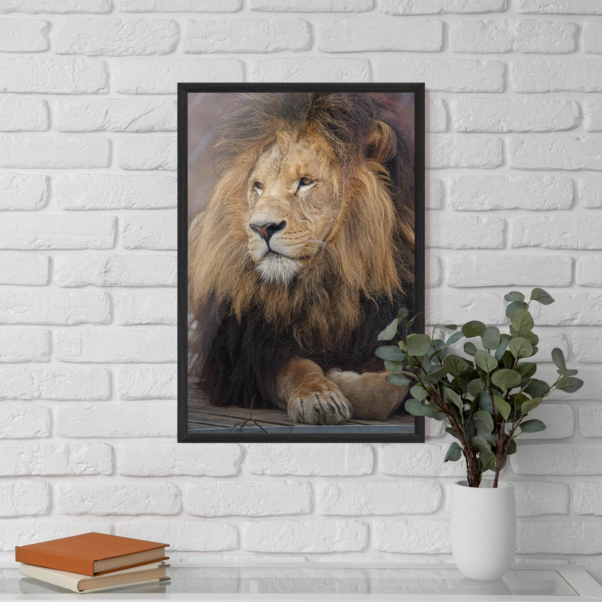 Keretezett Poszter Lion Chilling mockup 5