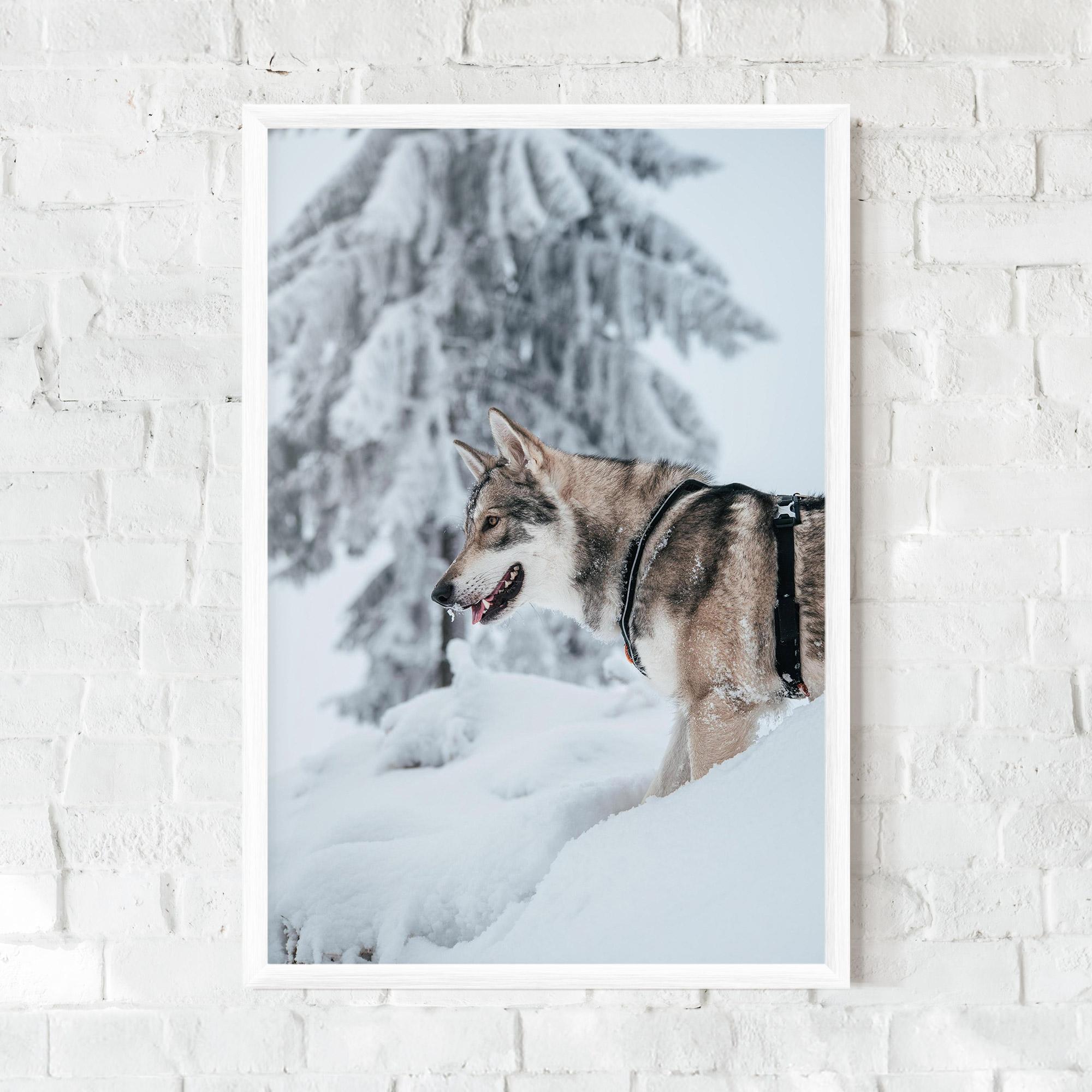 Keretezett Poszter Snow Wolf mockup 0