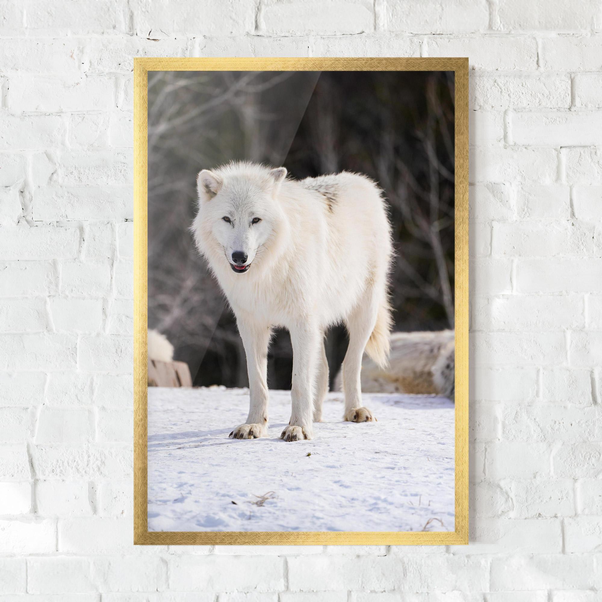 Keretezett Poszter Beautiful White Wolf mockup 0