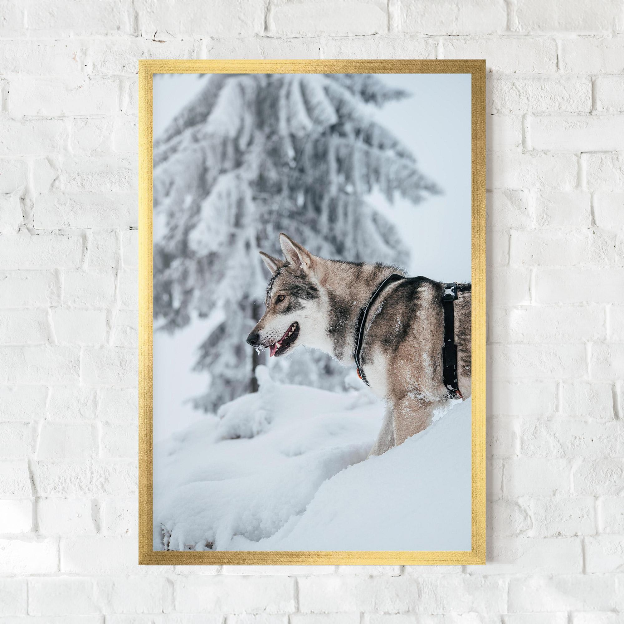 Keretezett Poszter Snow Wolf mockup 0