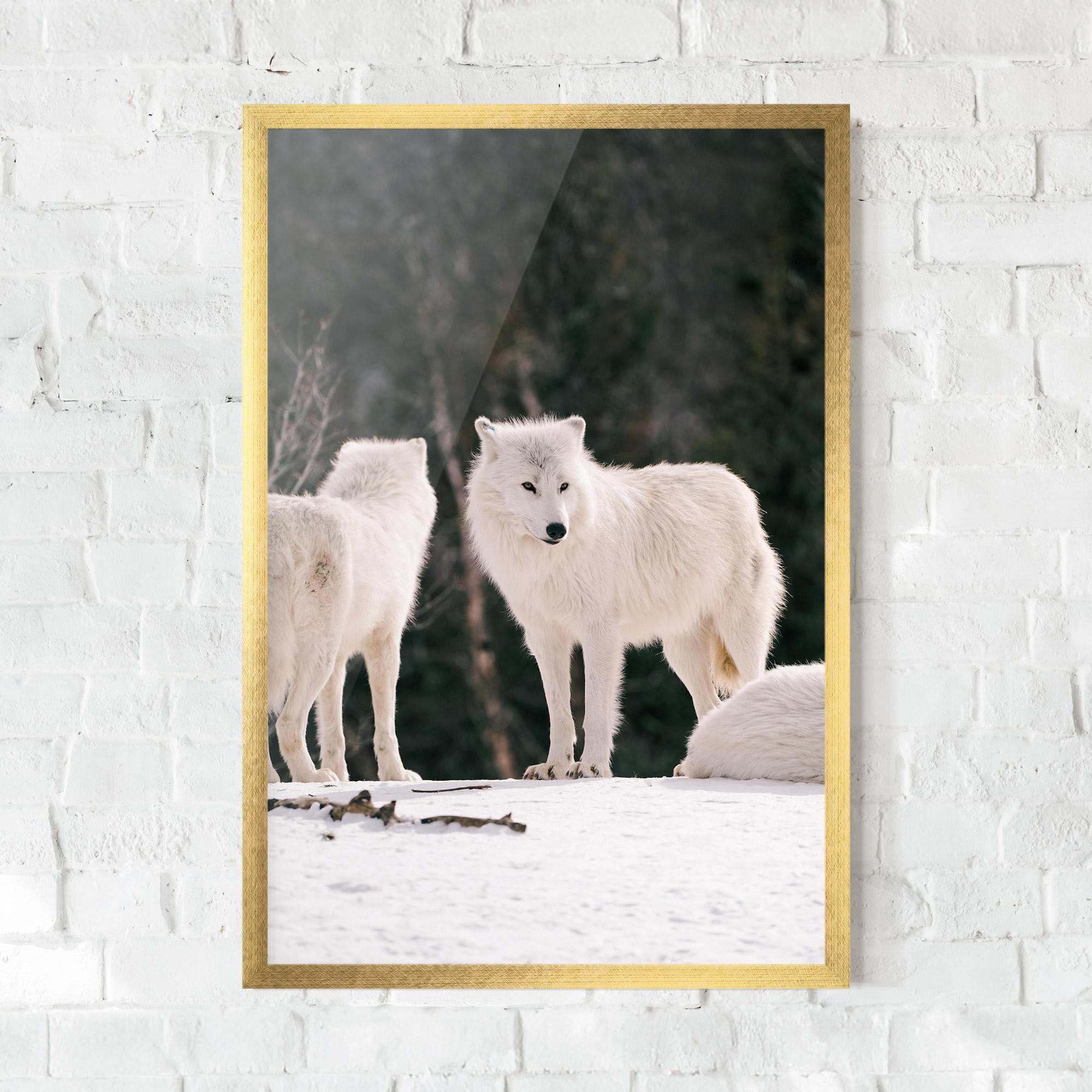 Keretezett Poszter White Wolf Waiting mockup 0