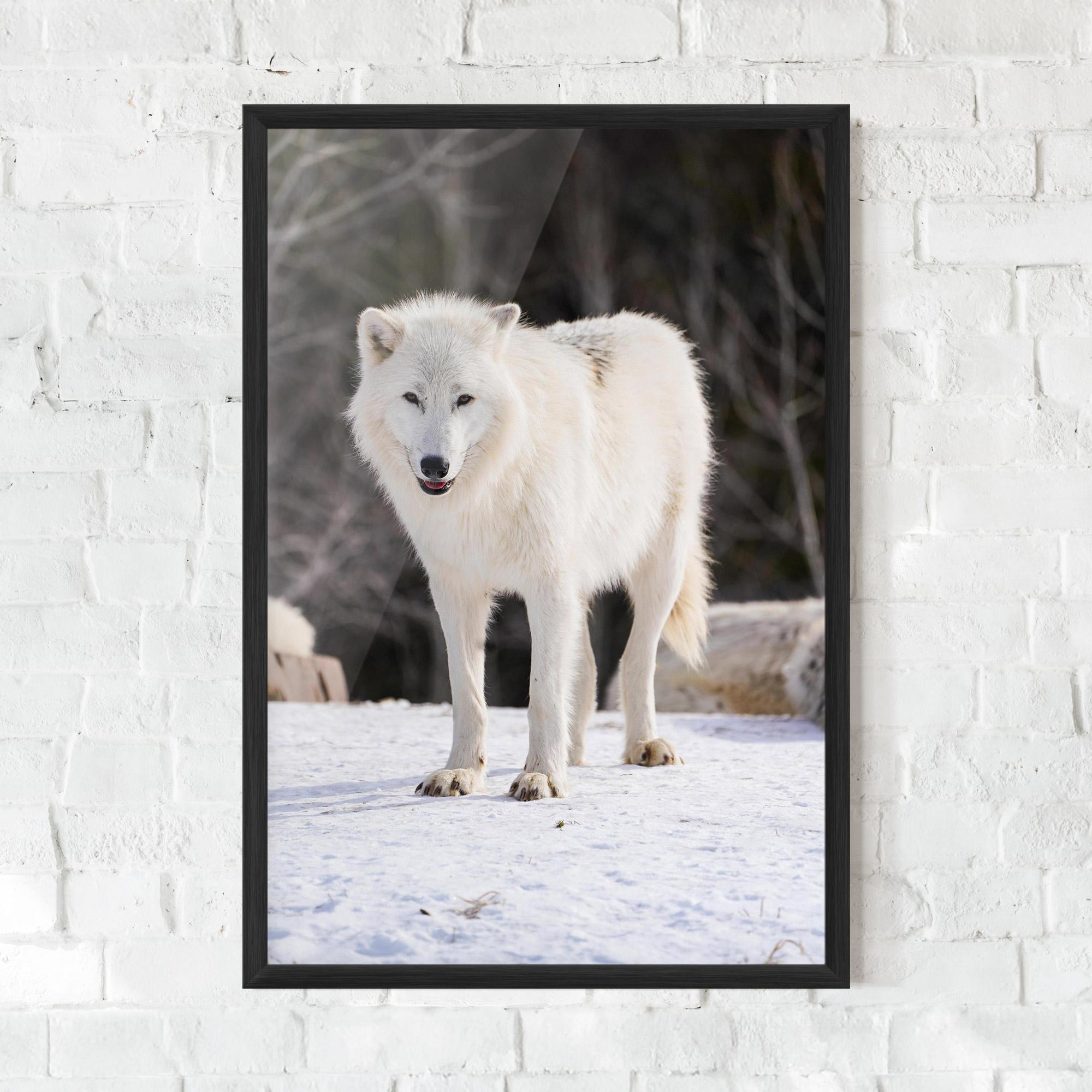 Keretezett Poszter Beautiful White Wolf mockup 0