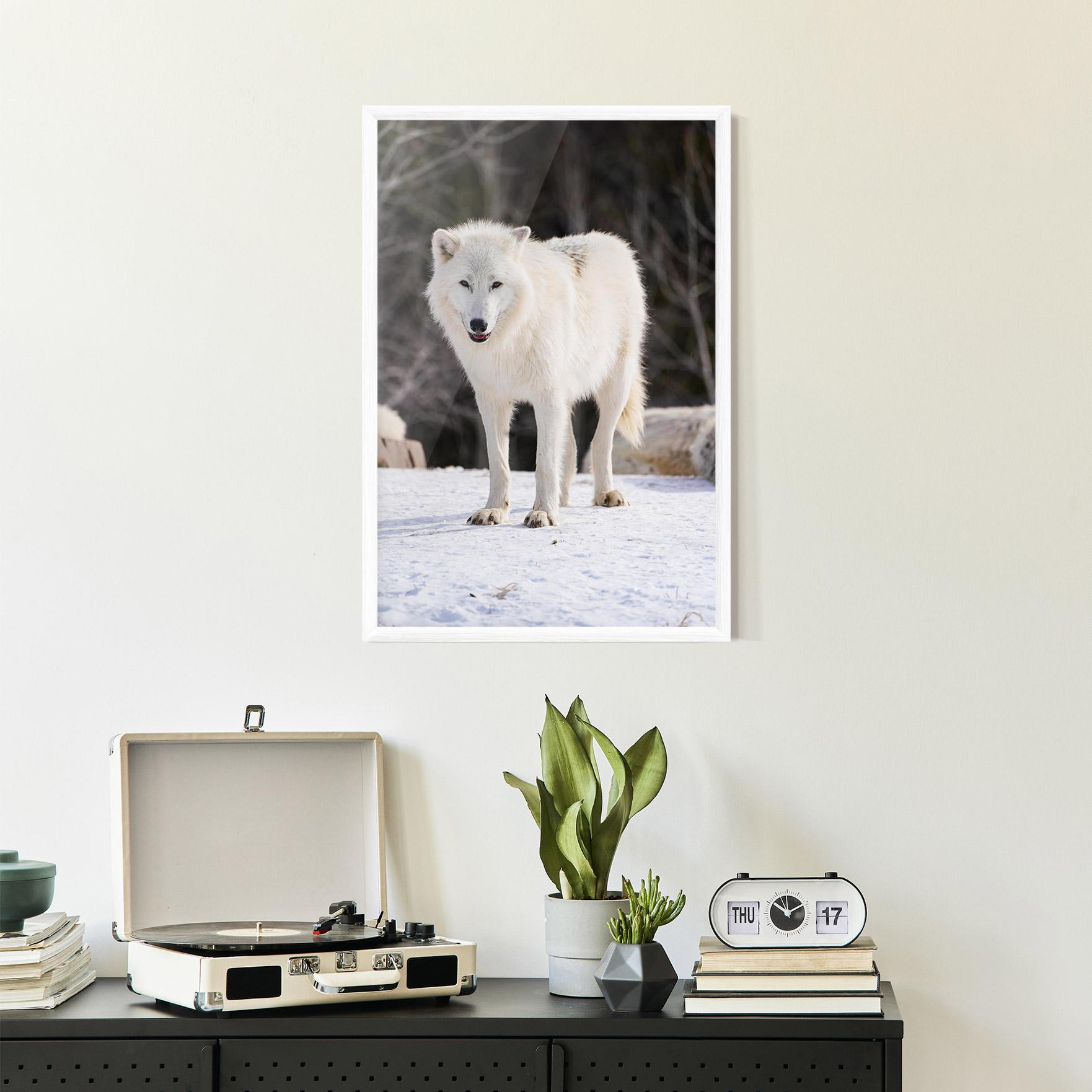 Keretezett Poszter Beautiful White Wolf mockup 2
