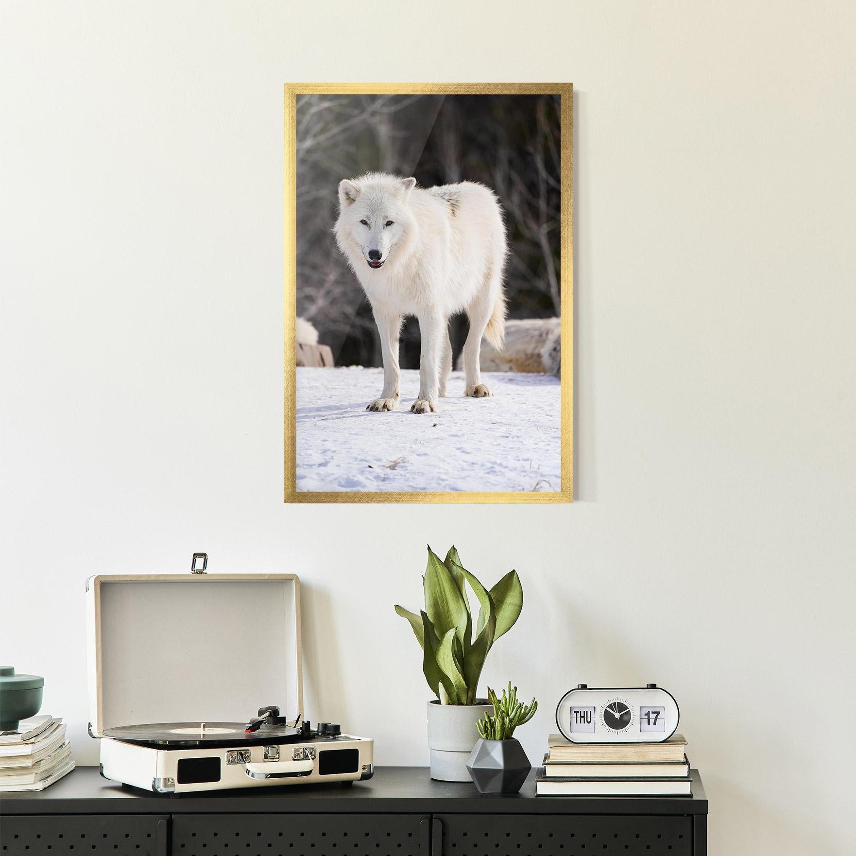 Keretezett Poszter Beautiful White Wolf mockup 2