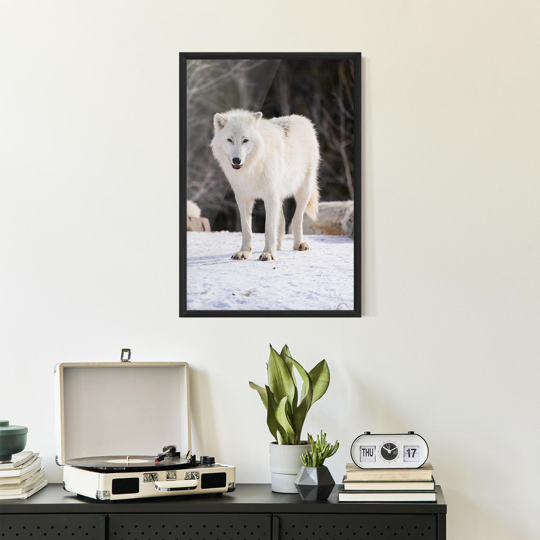 Keretezett Poszter Beautiful White Wolf mockup 2
