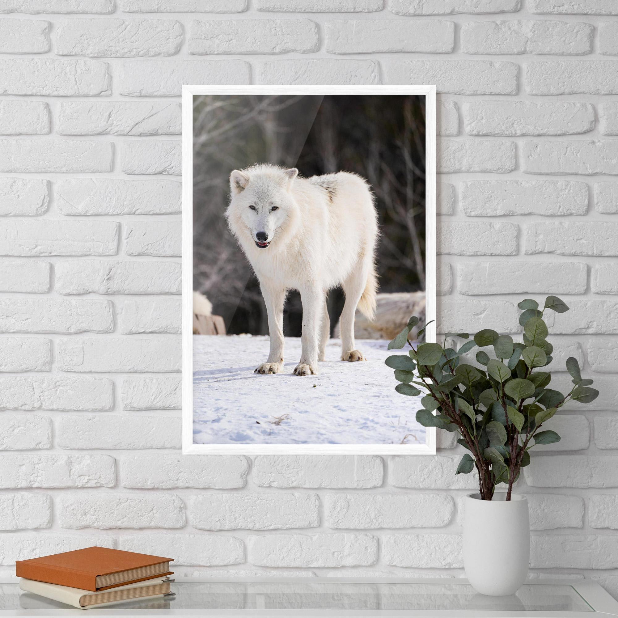 Keretezett Poszter Beautiful White Wolf mockup 5