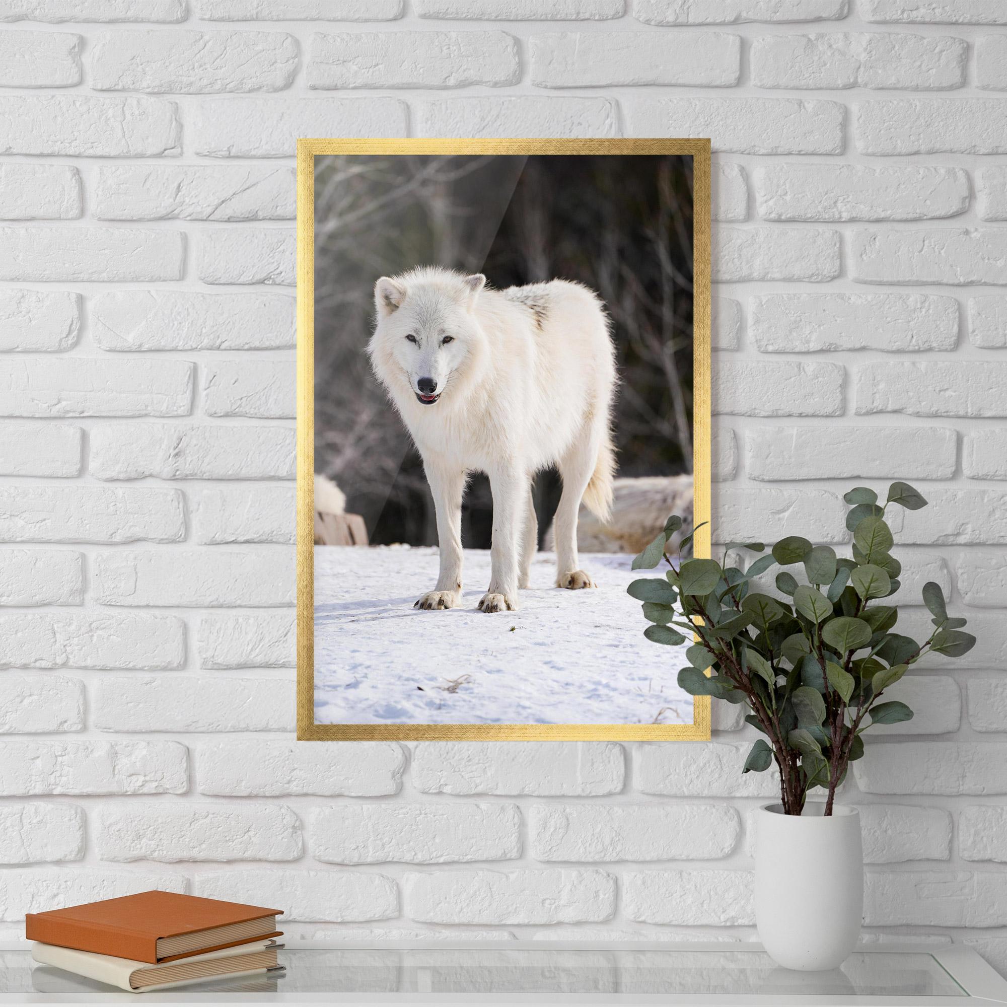 Keretezett Poszter Beautiful White Wolf mockup 5
