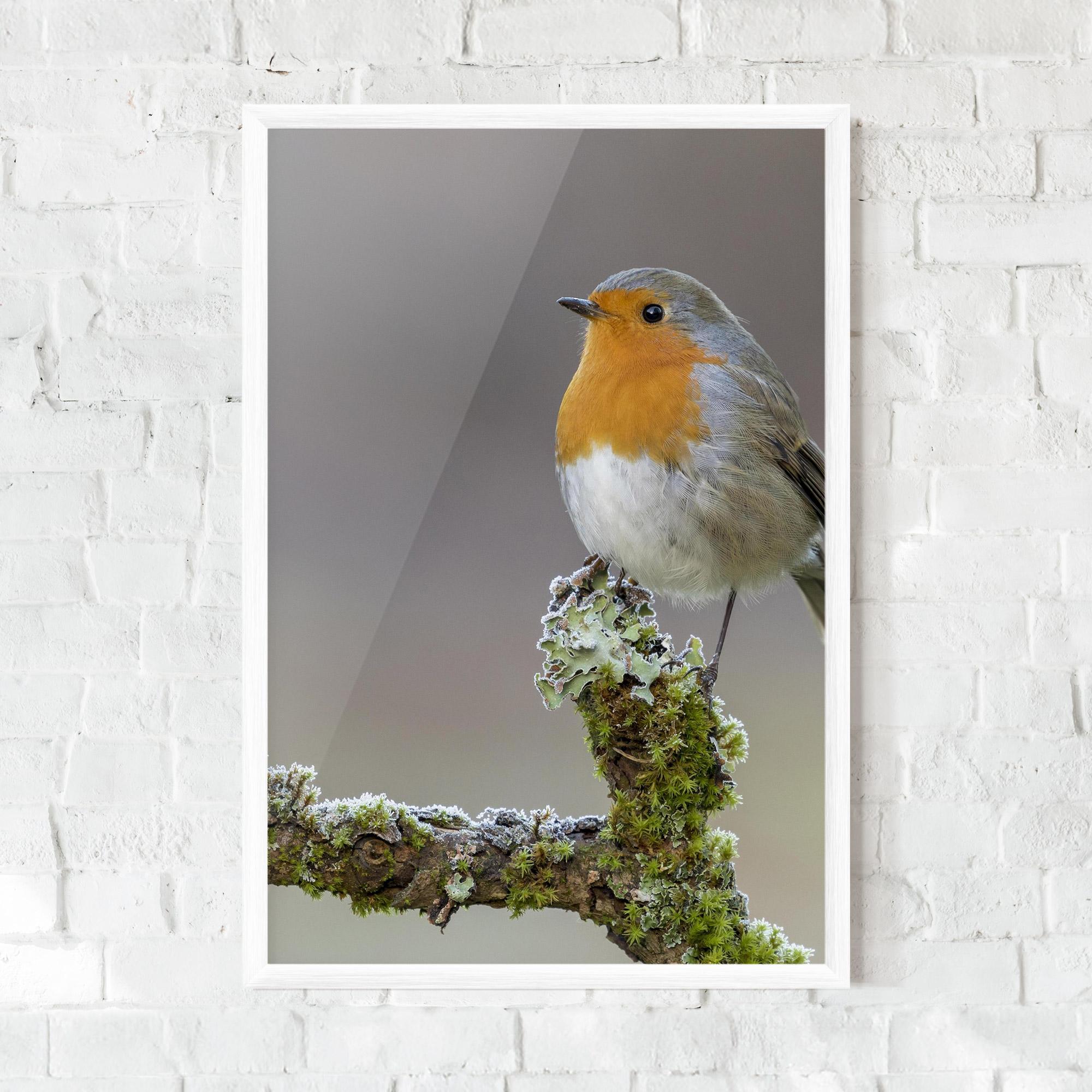 Keretezett Poszter Erithacus Bird mockup 0