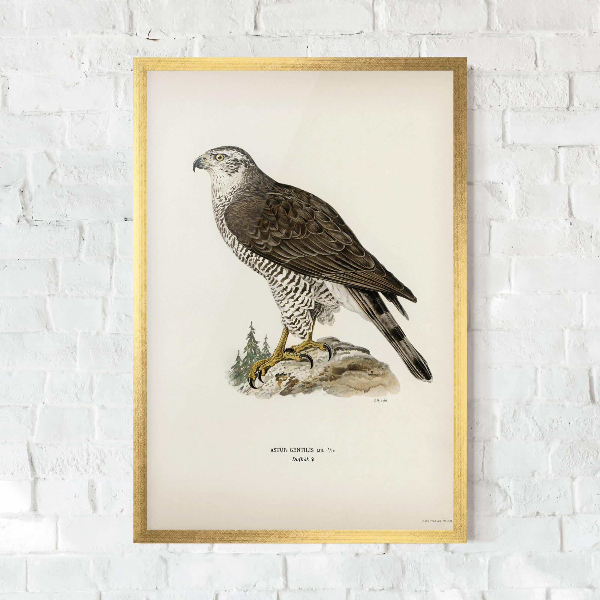 Keretezett Poszter Astur Gentilis mockup 0