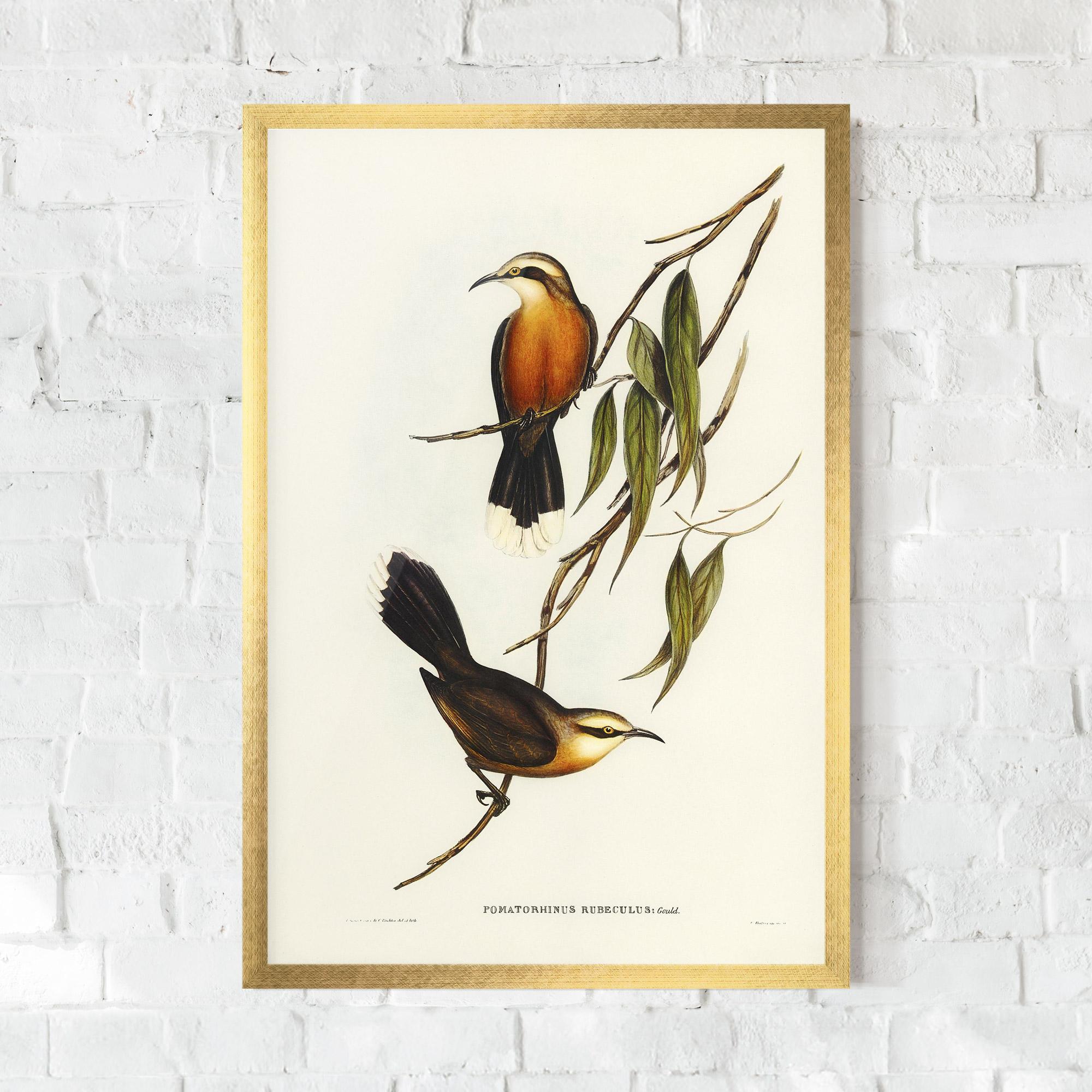 Keretezett Poszter Red Pomatorhinus mockup 0