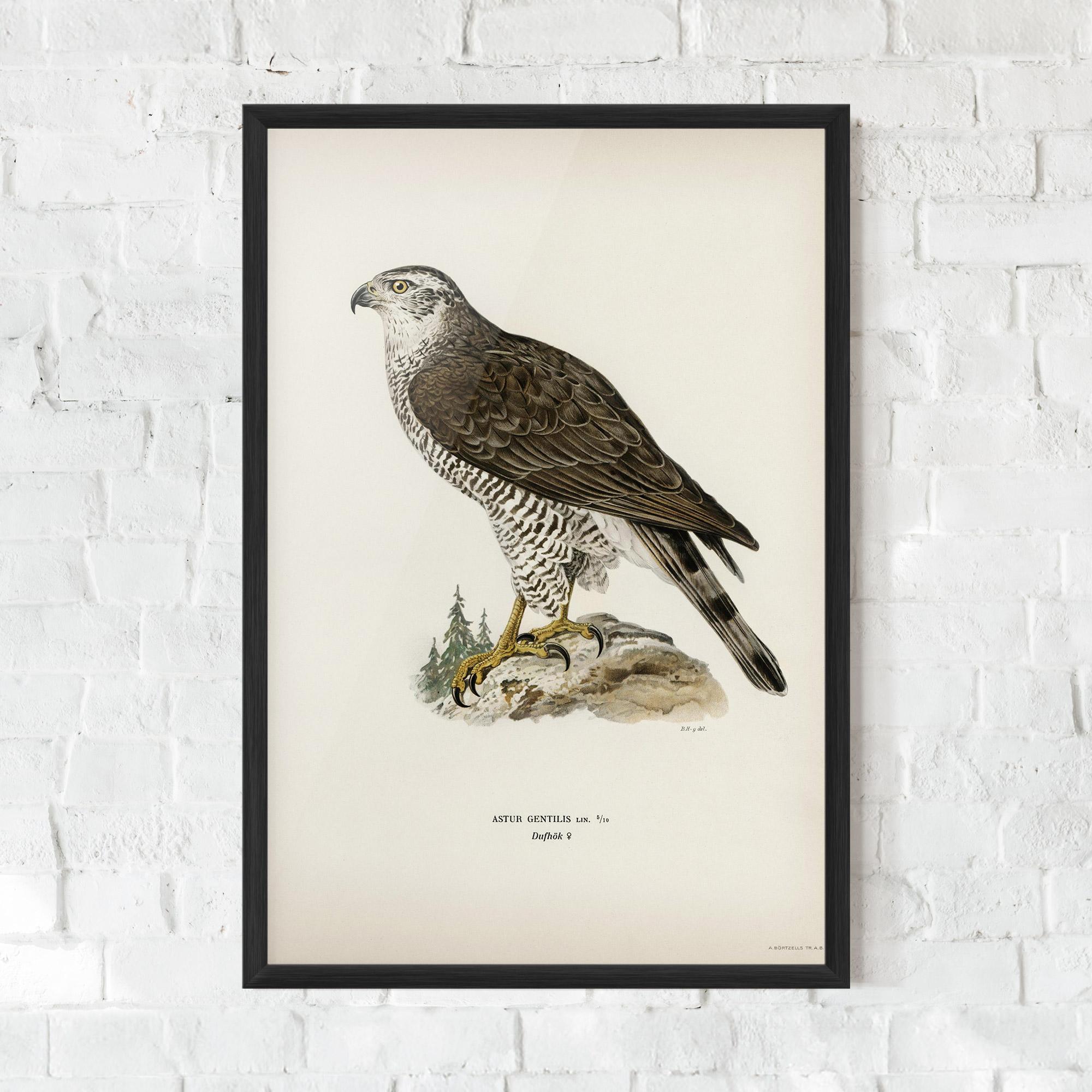 Keretezett Poszter Astur Gentilis mockup 0