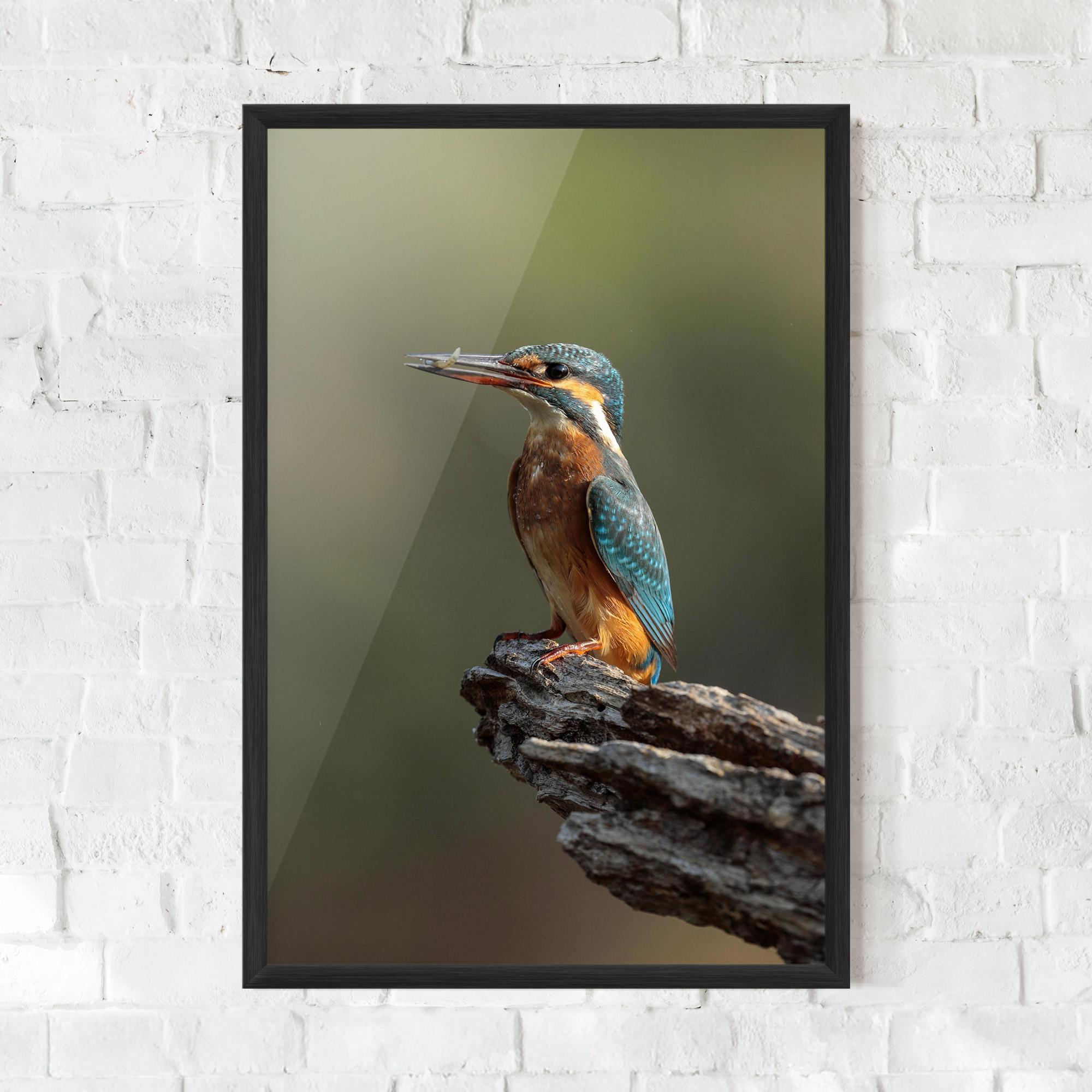Keretezett Poszter Female Kingfisher mockup 0